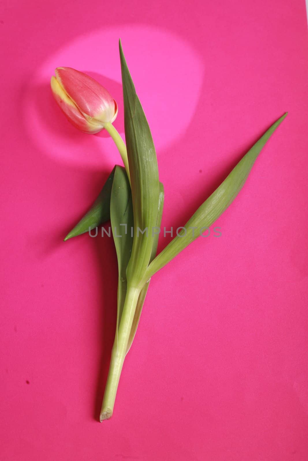 tulips in creative lightning normally not suitable for Microstock