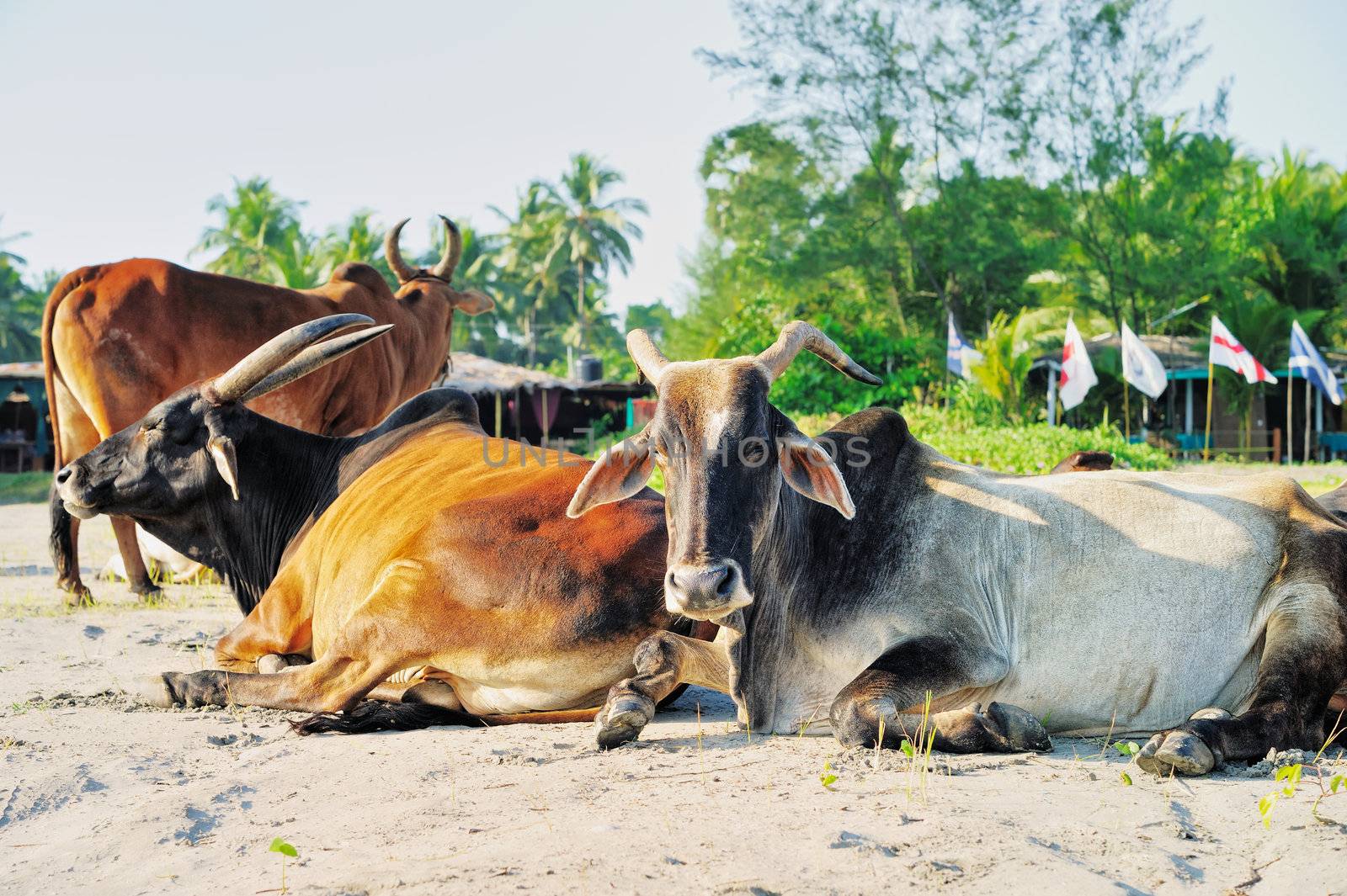 Rest of sacred cows on the beach in India