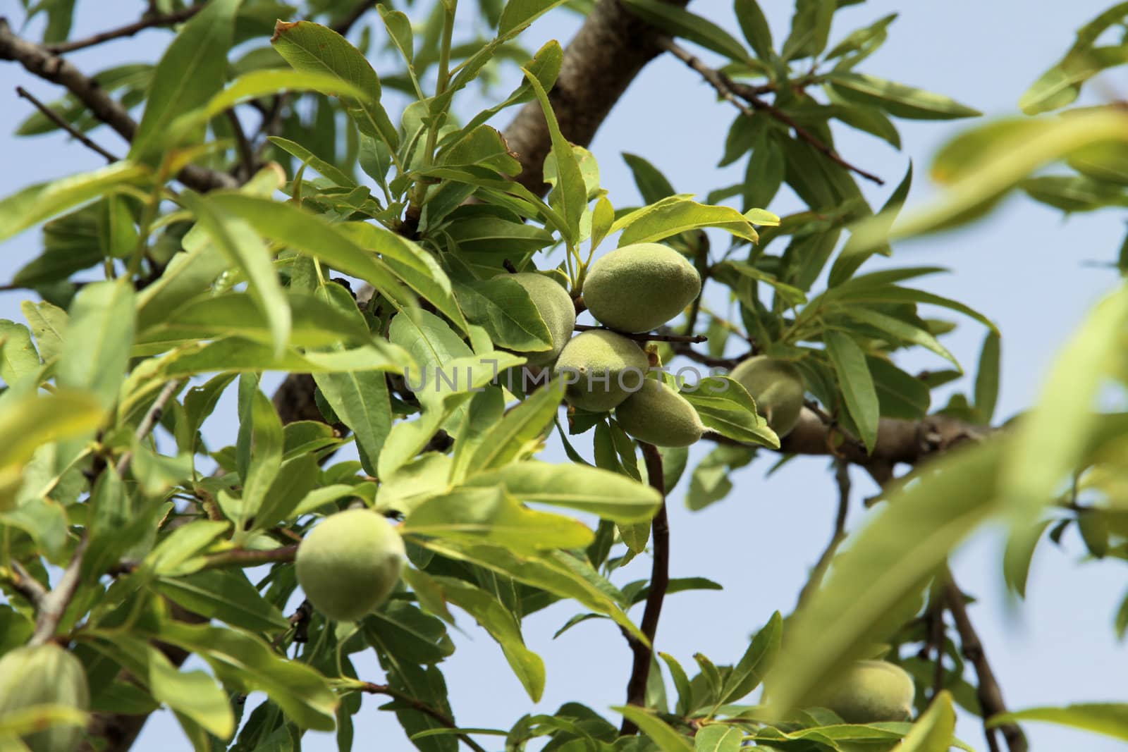 Almond tree with green almonds on a blue sky background