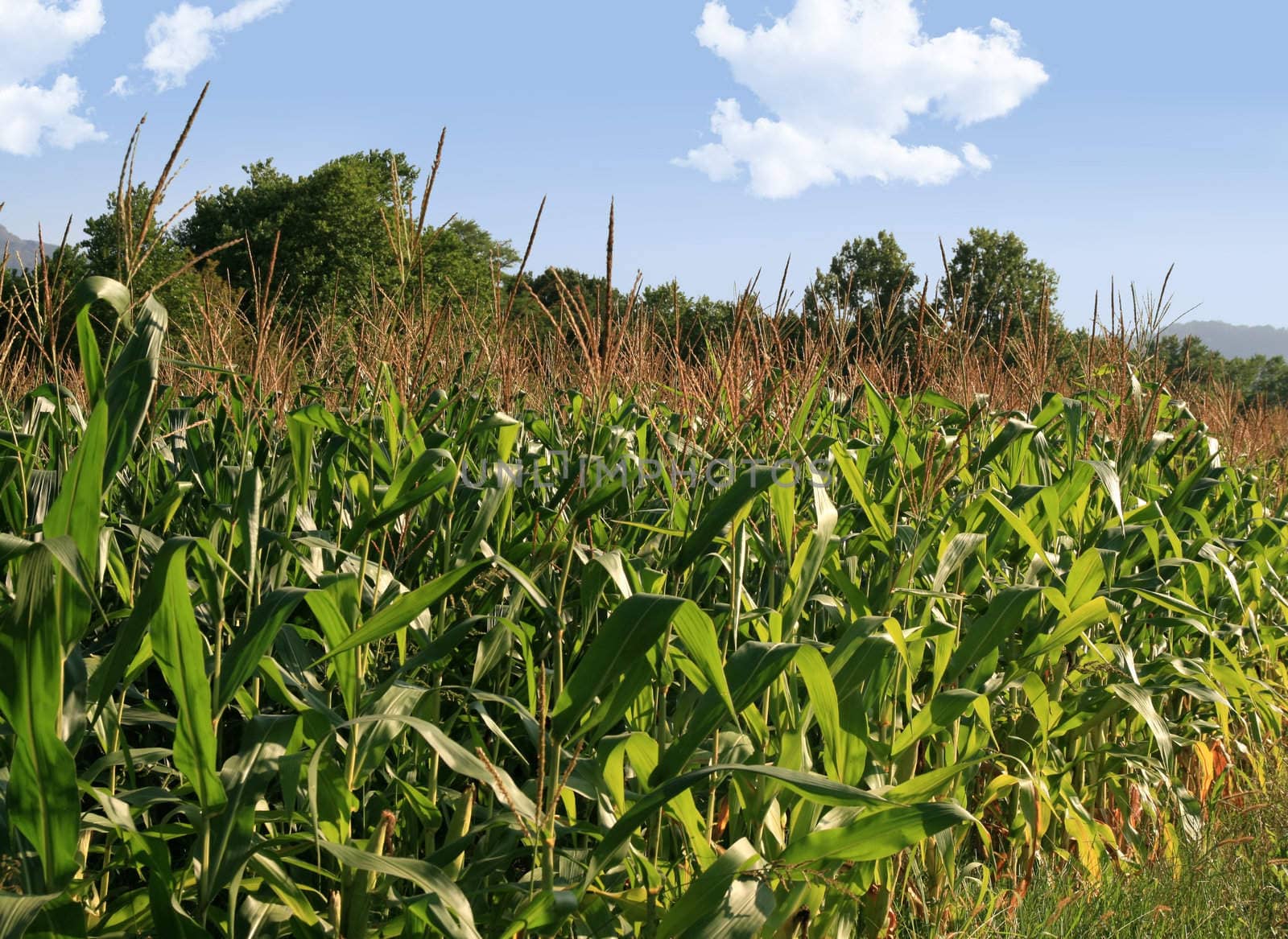 Corn field on a blue sky in summer