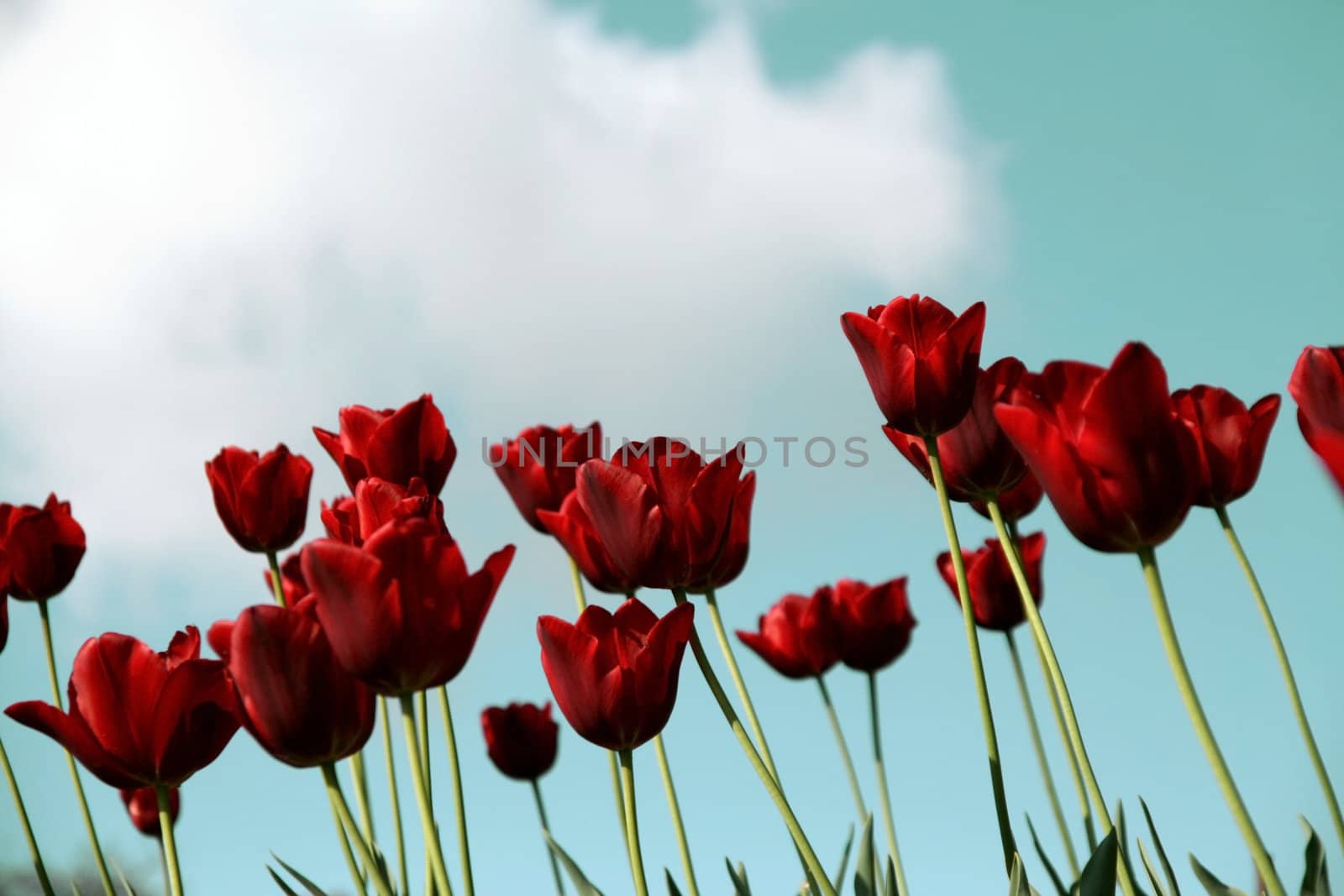 many red tulips in a field - aqua blue sky