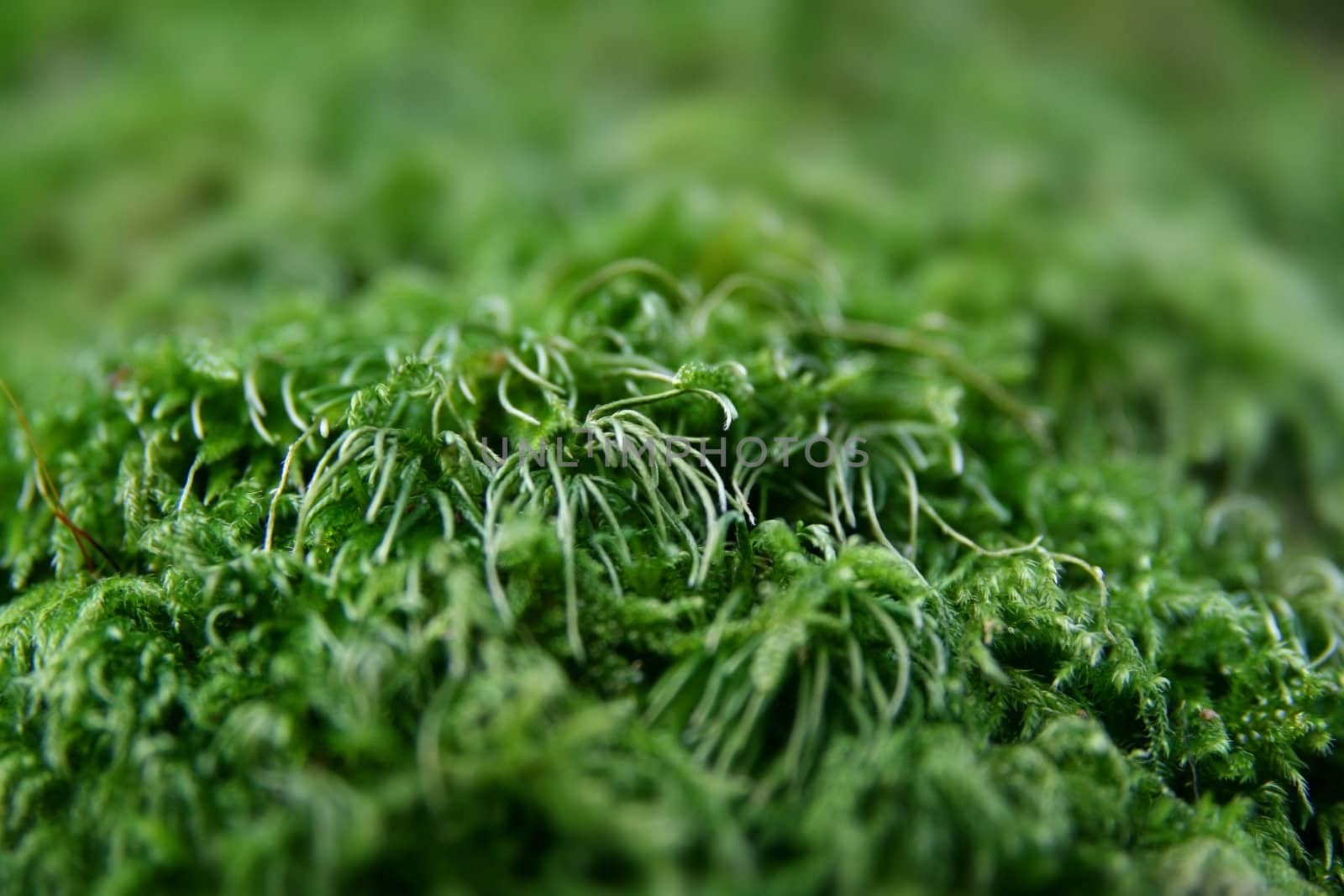focused macro picture of green moss