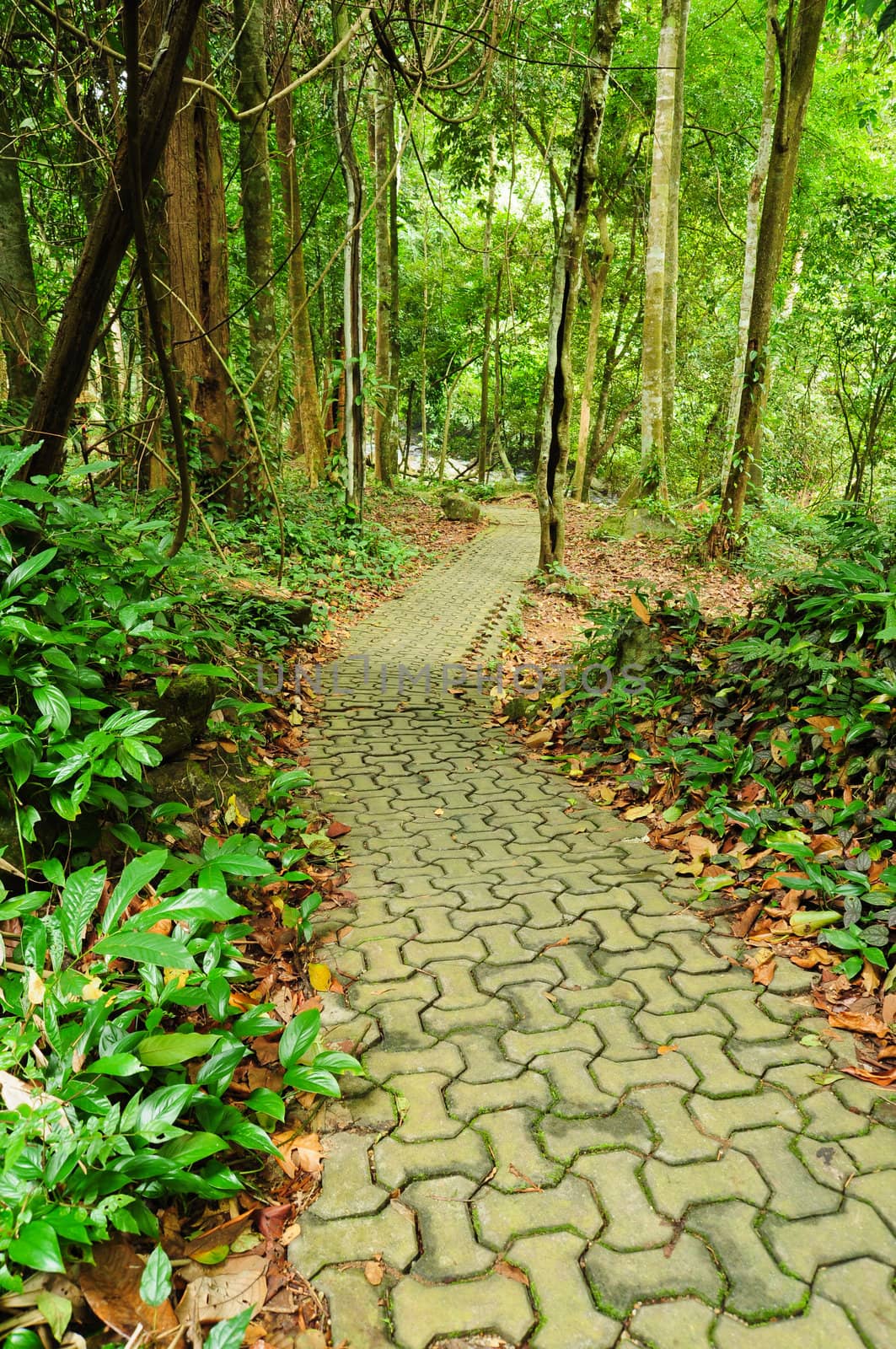 Walk path  in the park