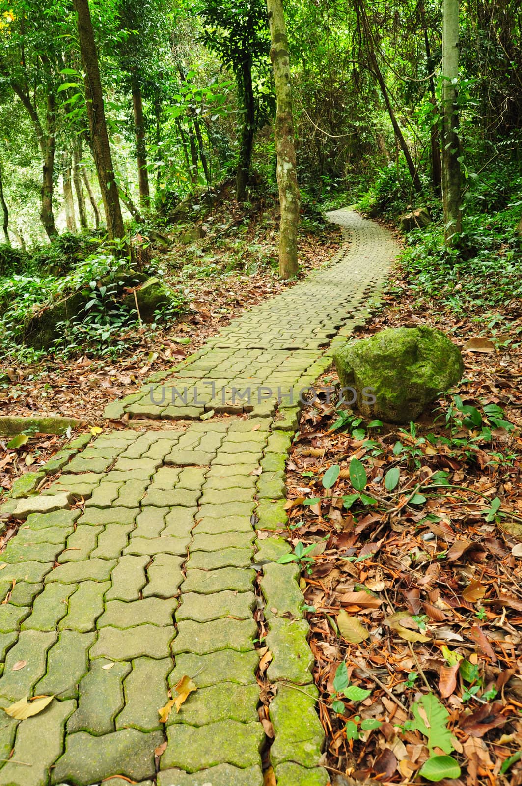 Walk path  in the park