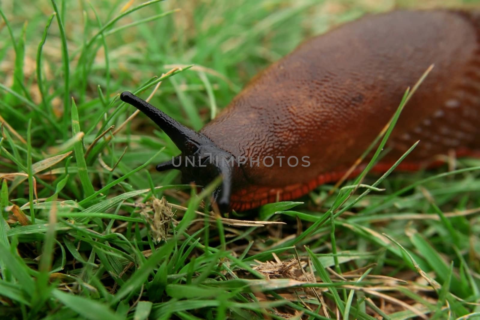 macro picture of a red slug in the grass
