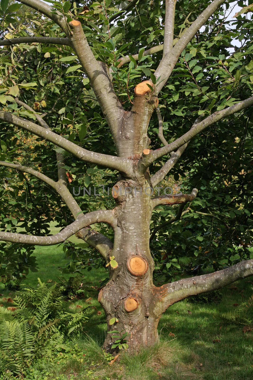 cutting tree during the saison of autumn