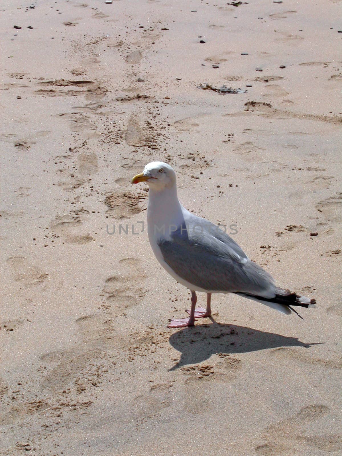 seagull by lizapixels