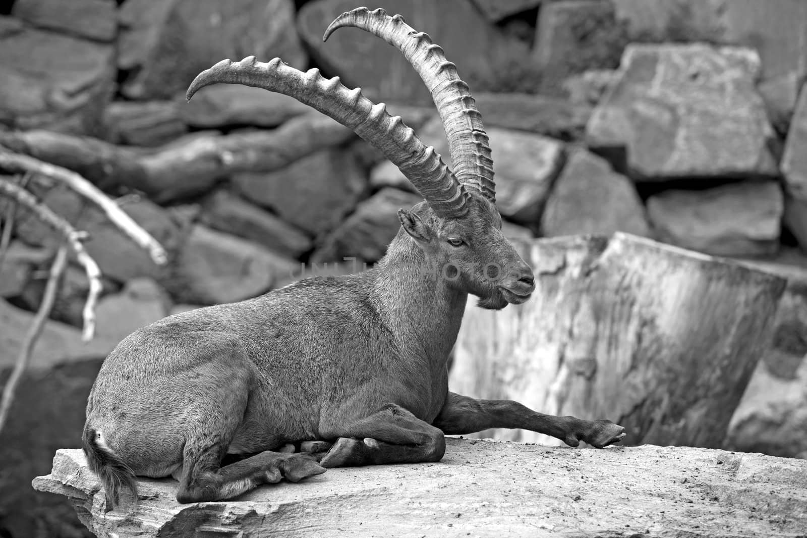 Alpine Ibex by kjorgen