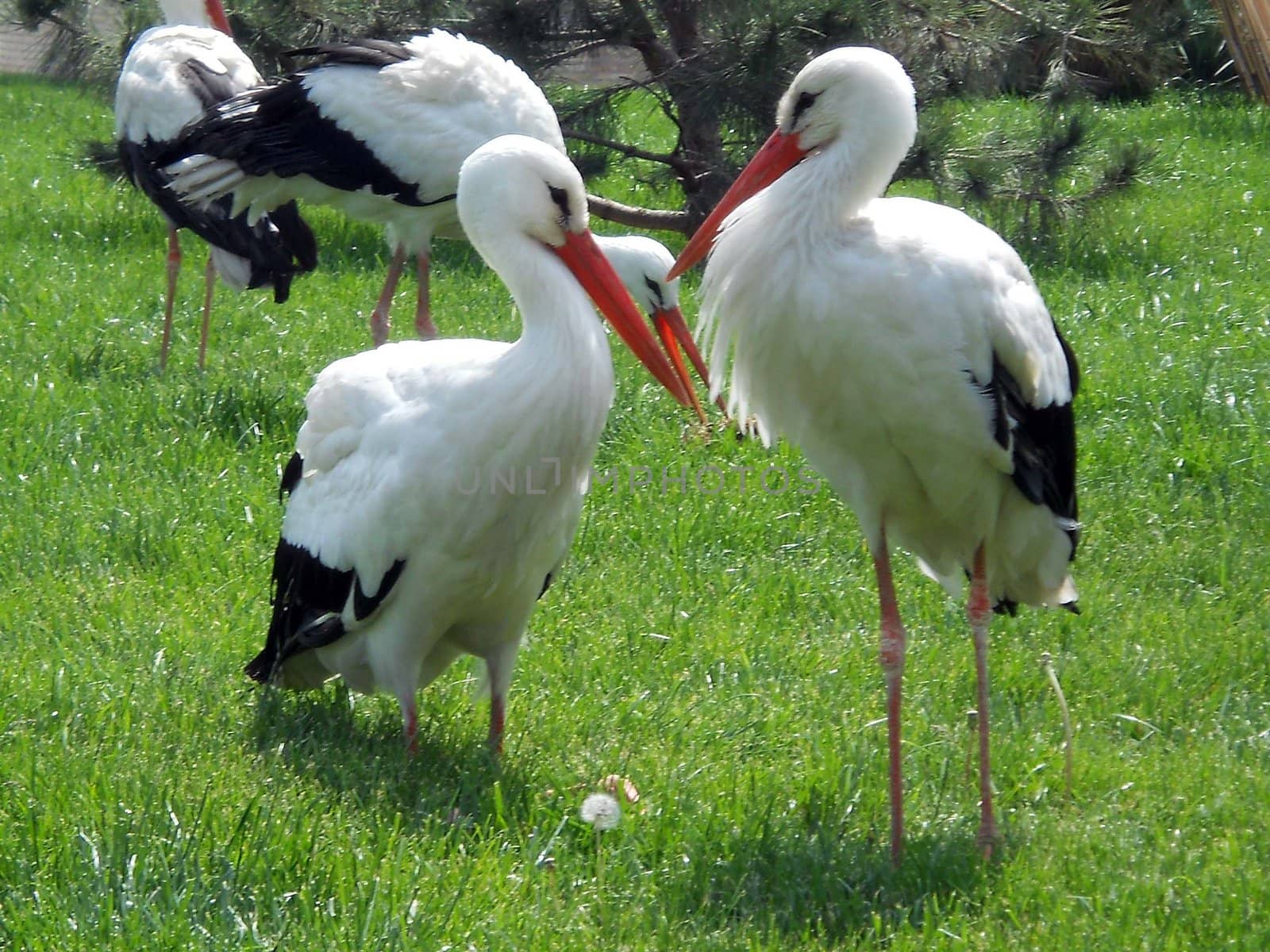 Storks in city park by georg777