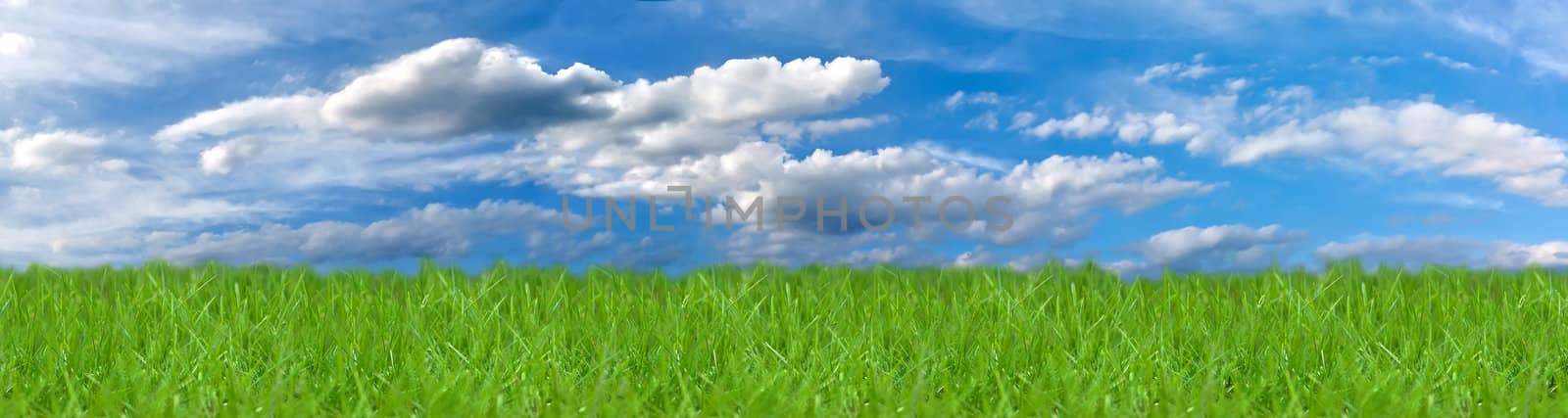 Field with blue sky and green grass