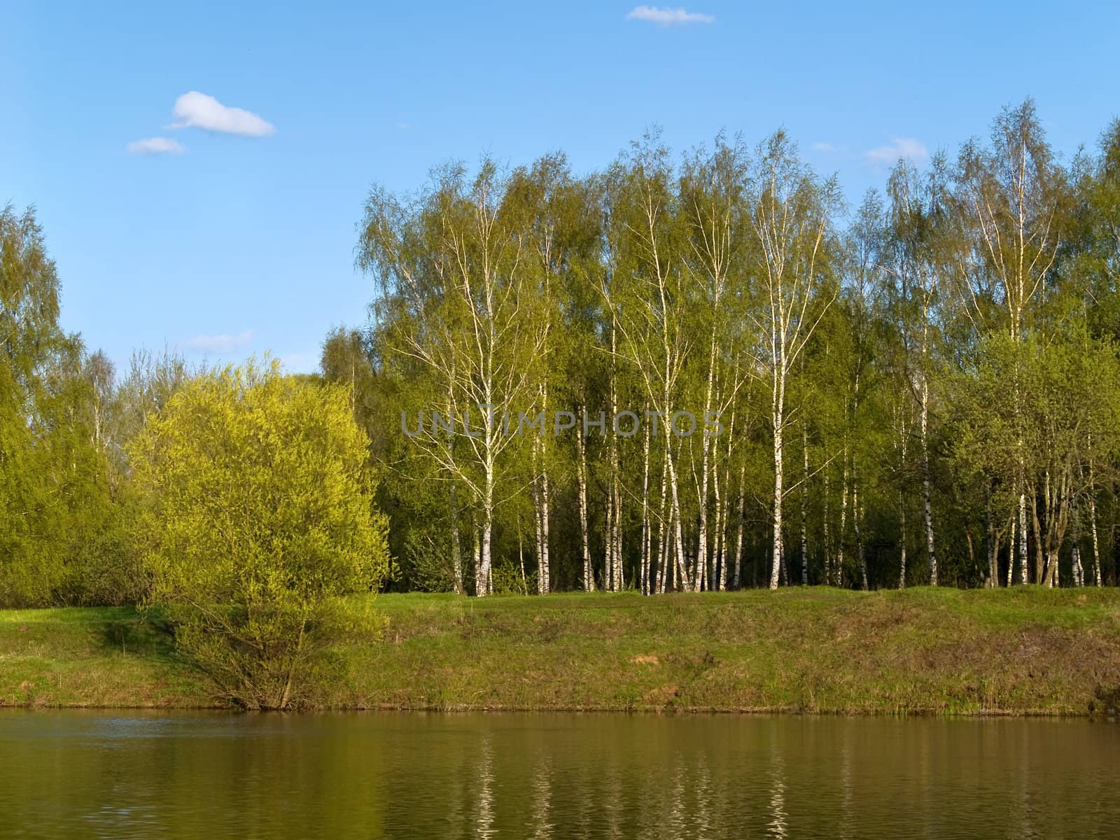 Spring trees on river bank