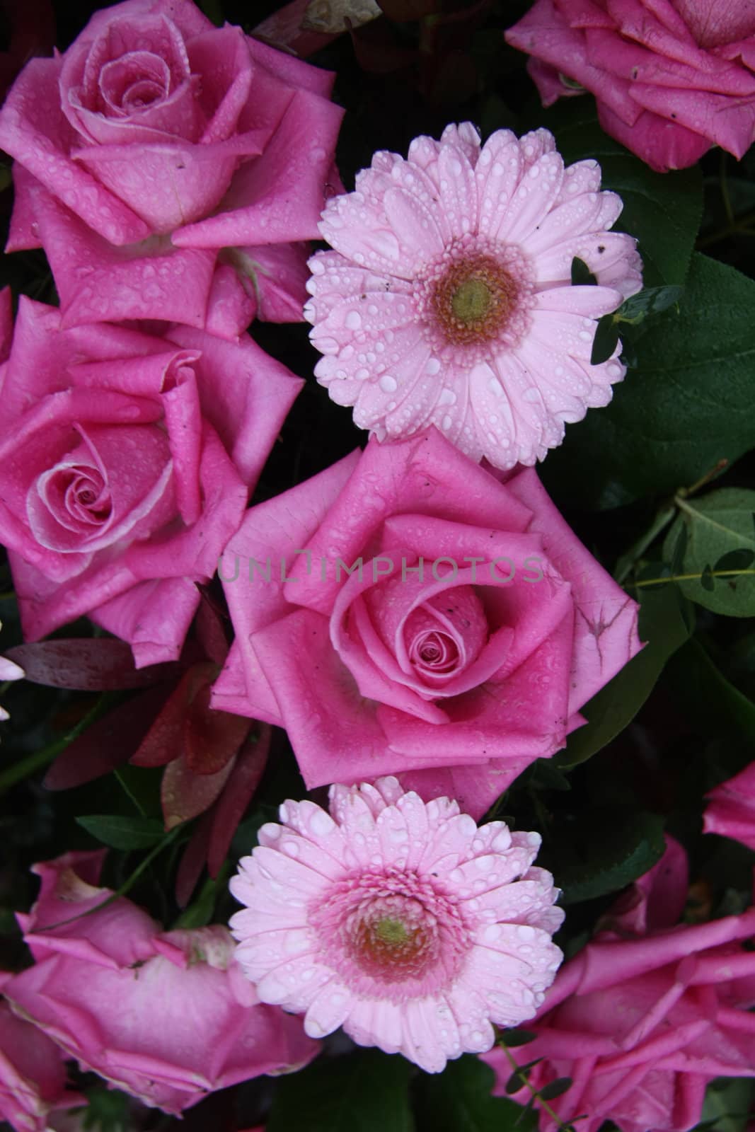 A floral arrangement of pink roses and gerberas shortly after a rain shower