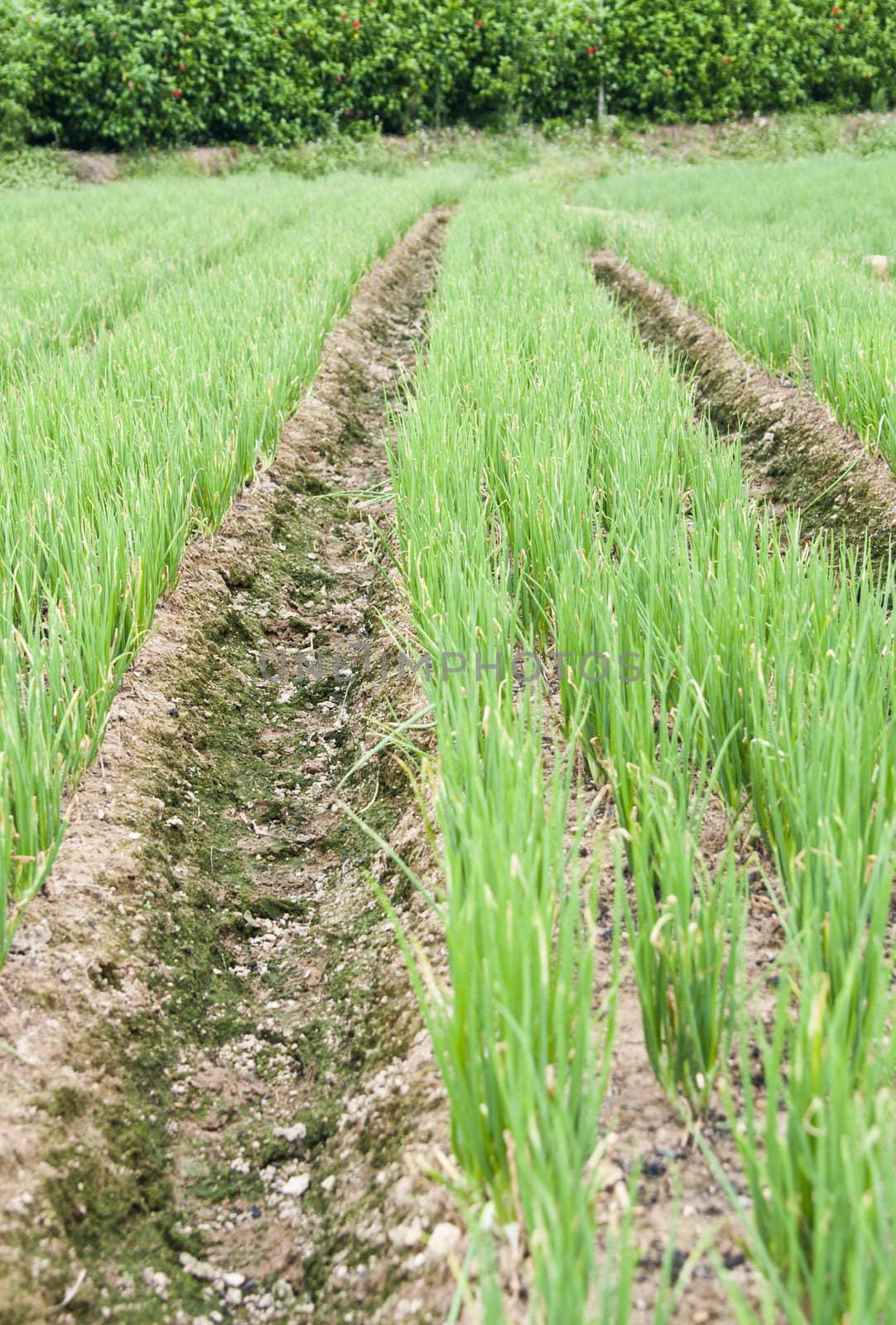 A row of green chives in a large garden