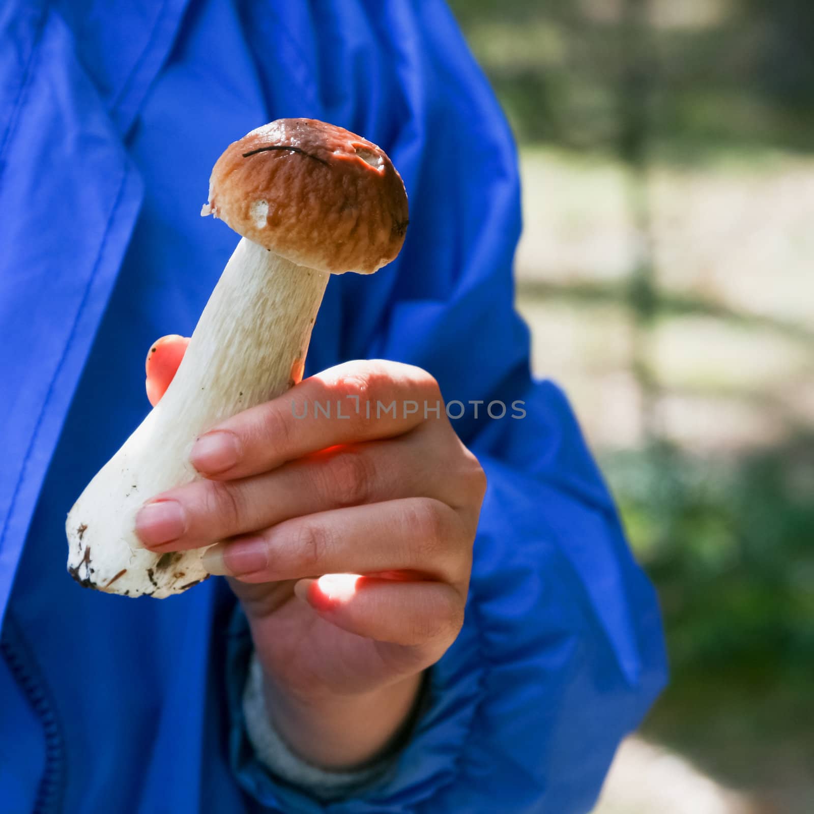 mushroom in the hand