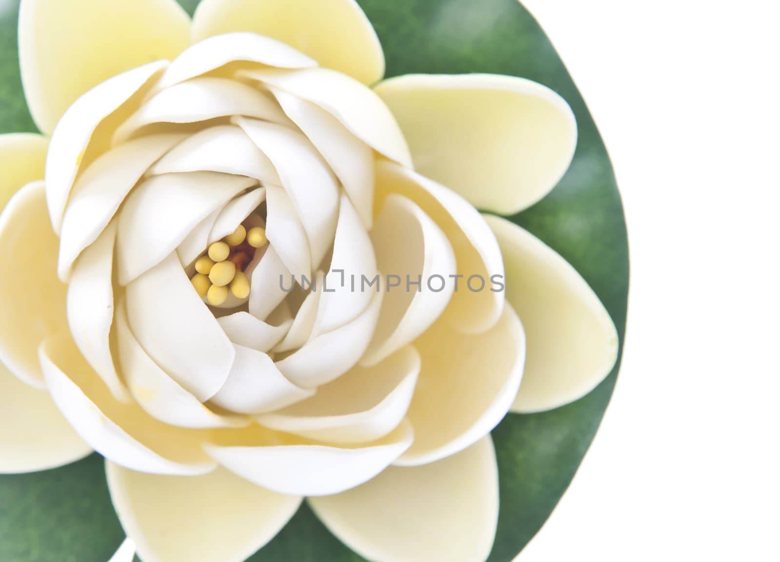 Close up of fake white lily flower and pad isolated