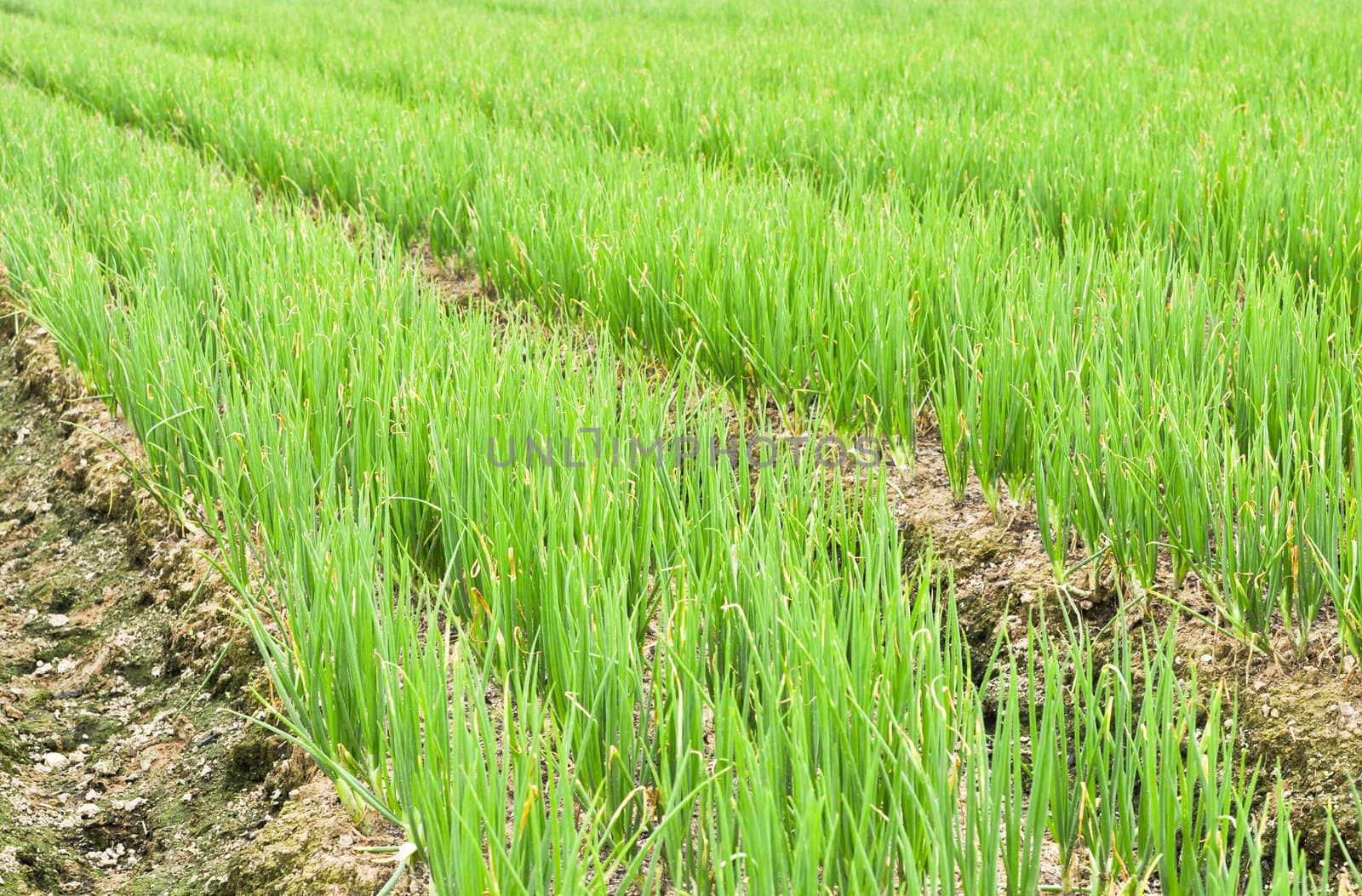 rows of green chives in a large vegetable garden