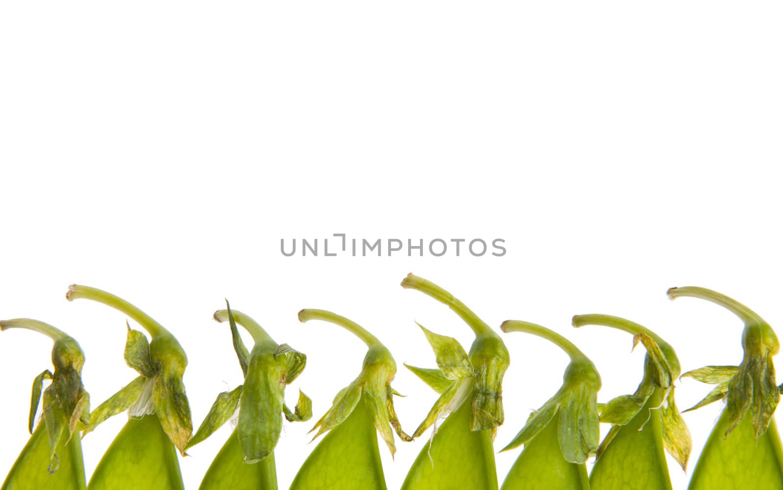 Isolated closeup of green pea pod tops