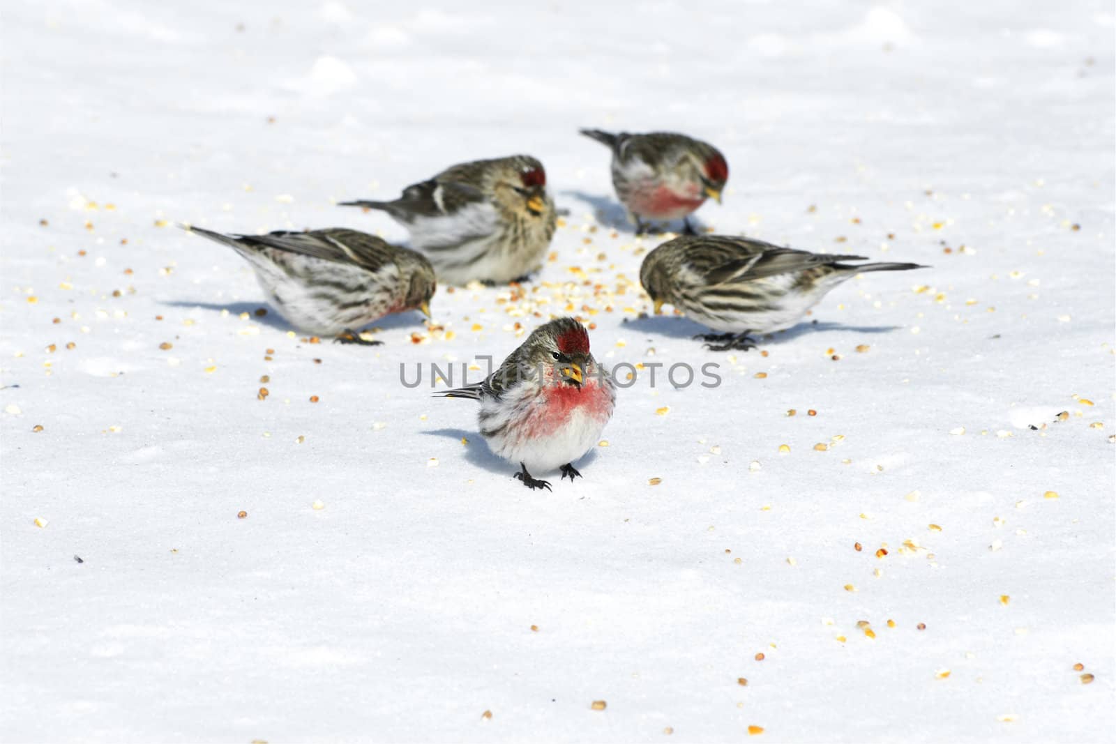 Birds eating seeds on snow by Mirage3