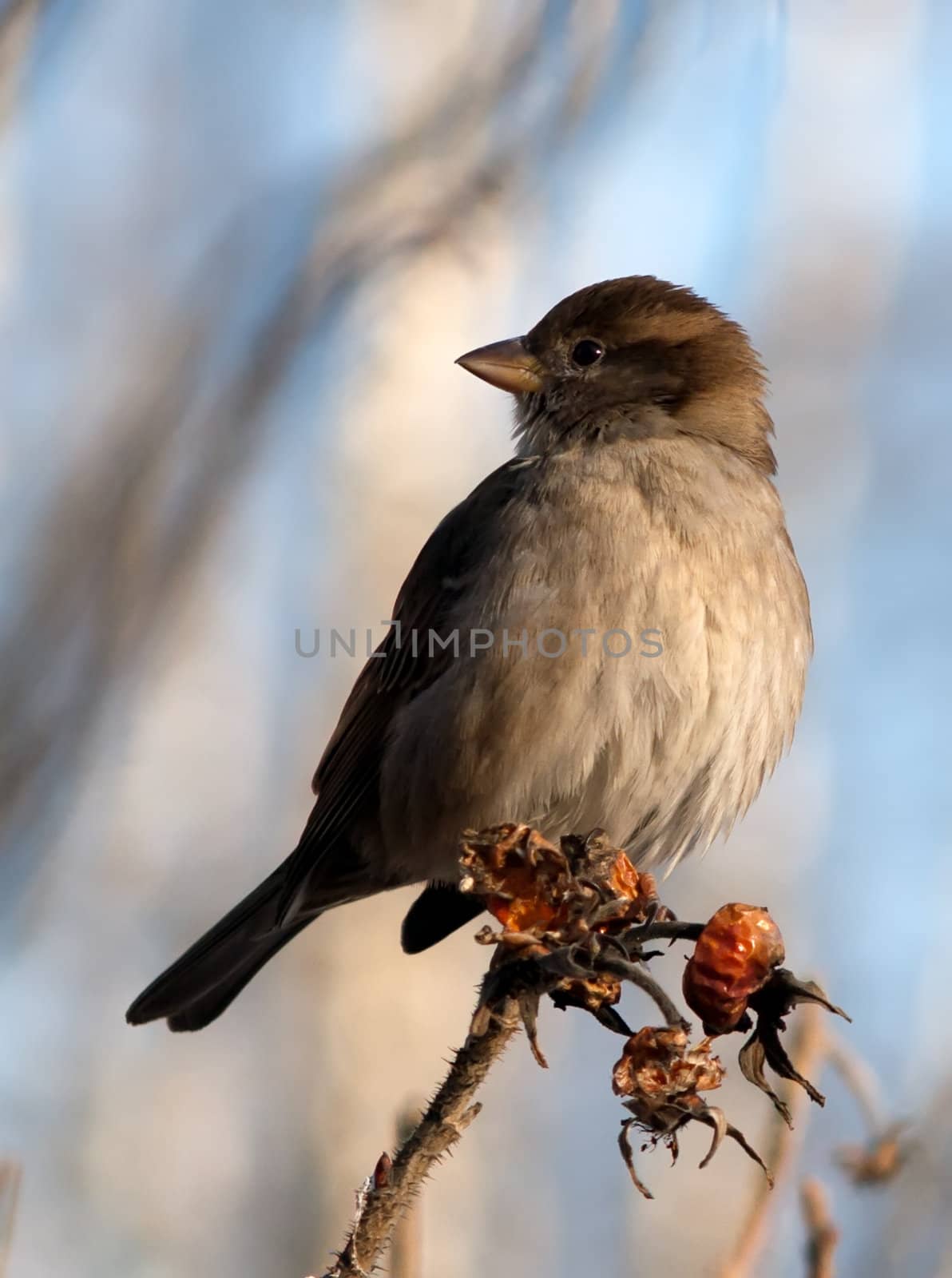 sparrow bird