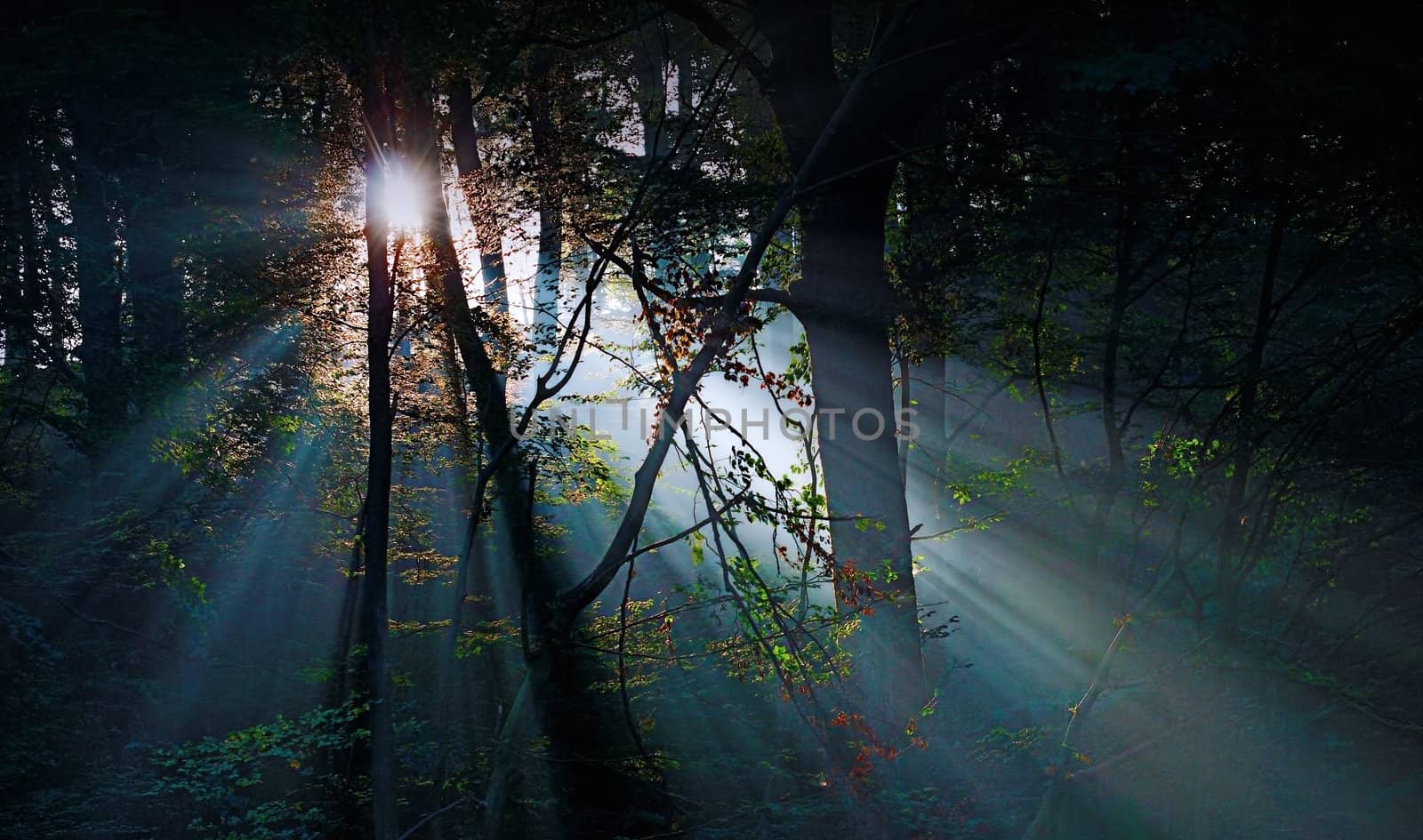 sunrays in the forest