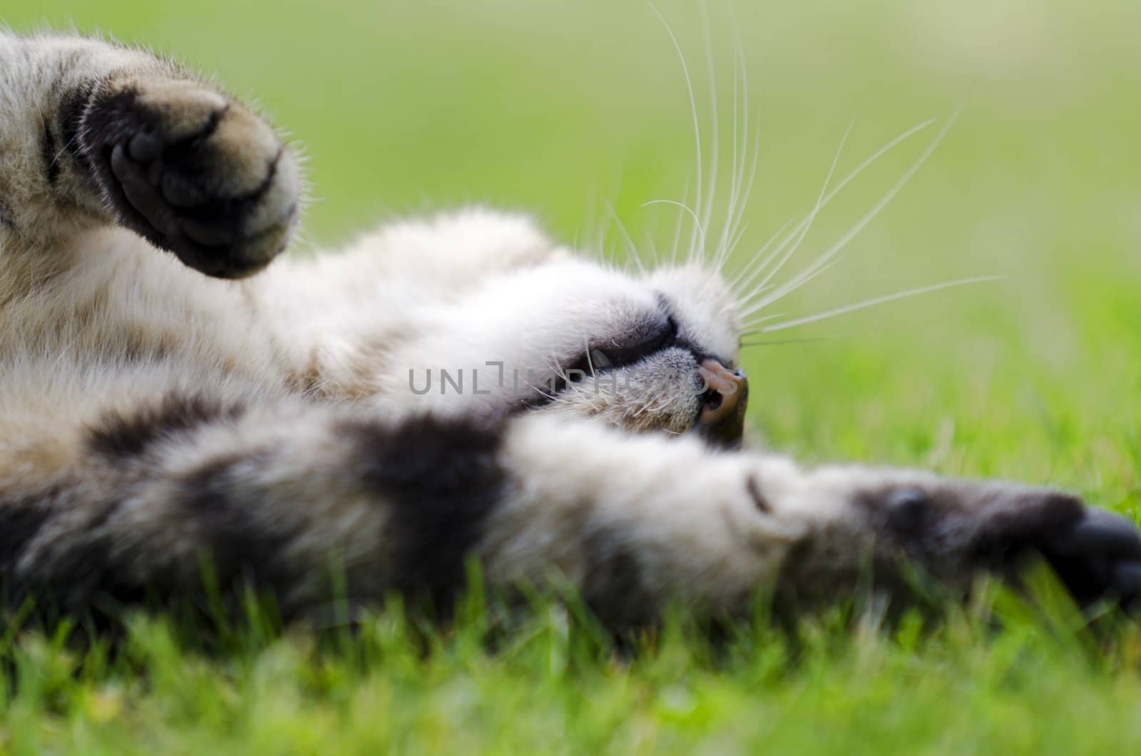 a cat lying in the grass