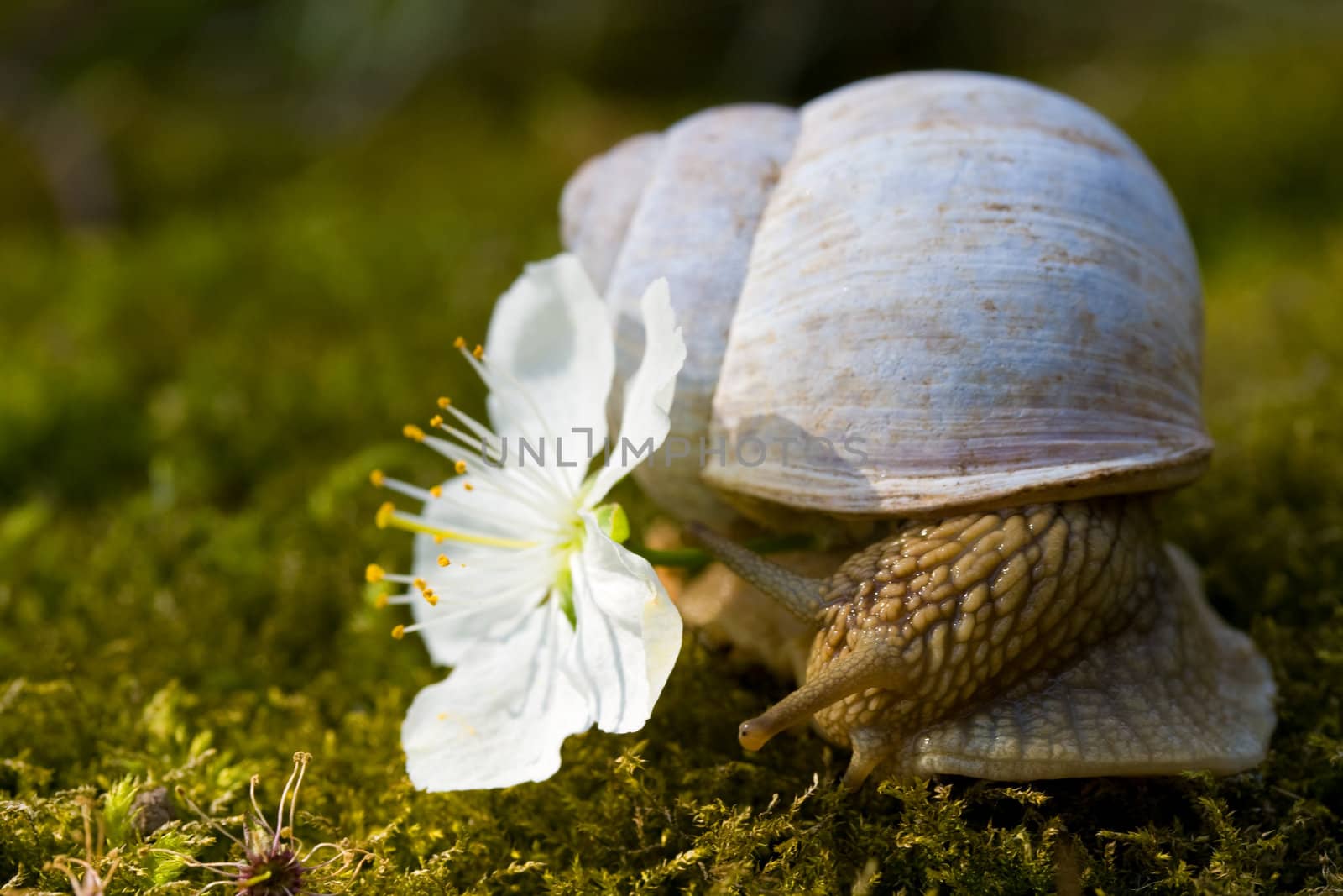 Snail smelling cherry flower