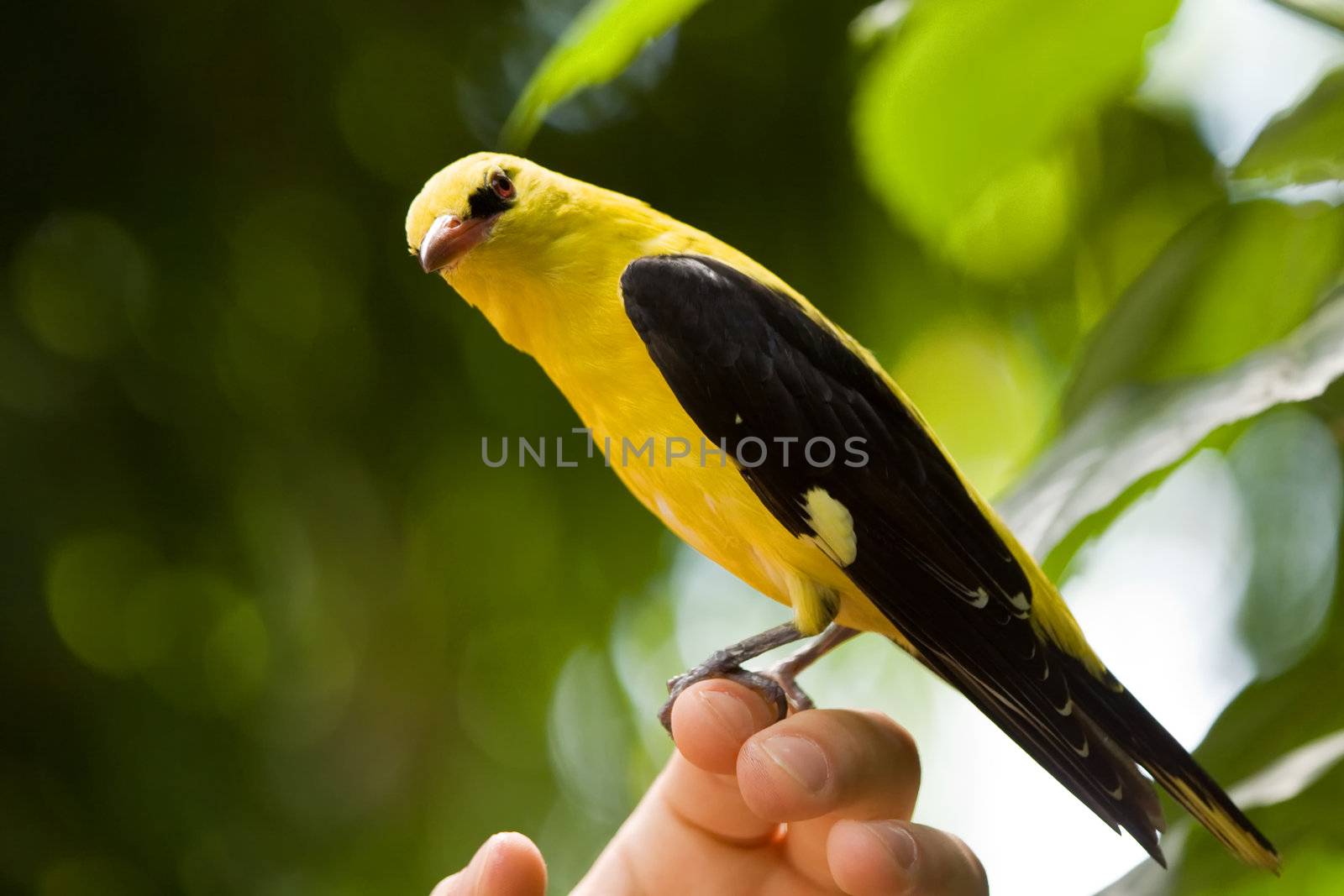 Golden oriole sitting on a hand