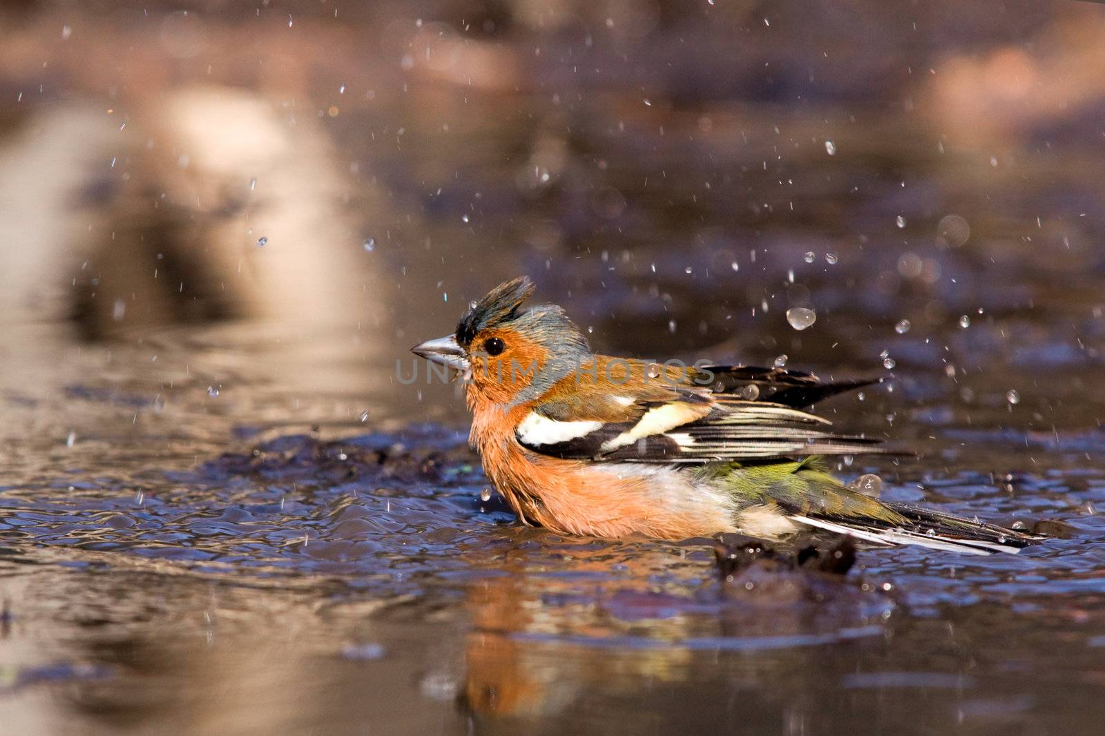 Chaffinch in the water by seawhisper