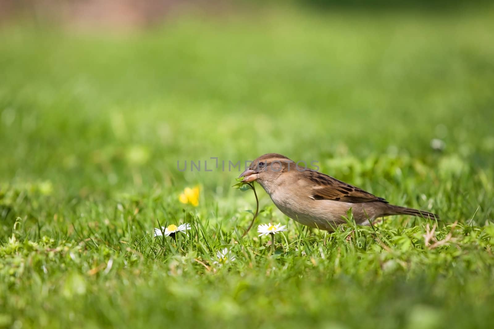 Sparrow eating lunch on the fresh grass
