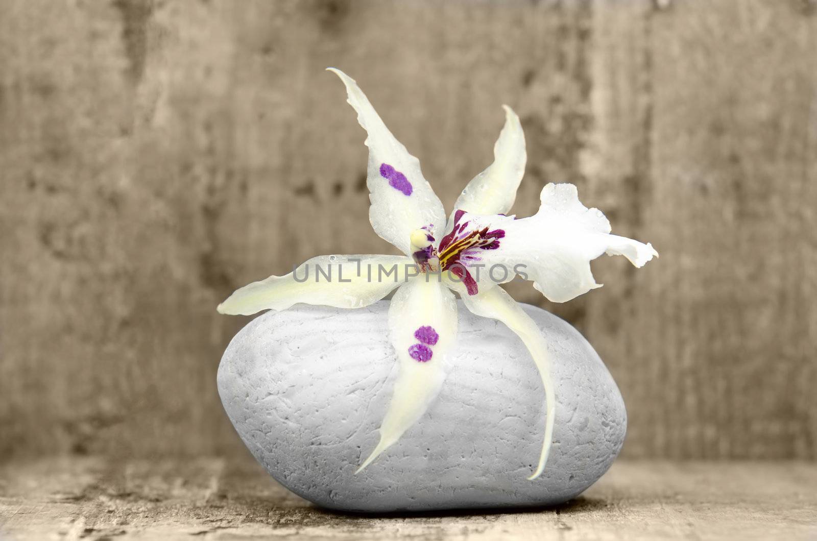 an orchid flower on a stone on wood background