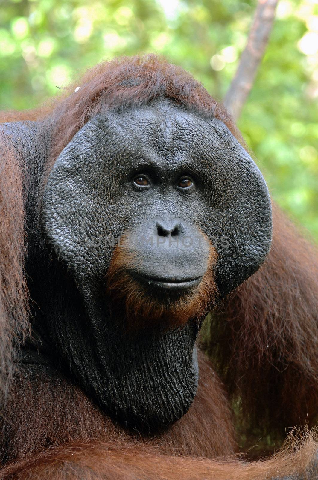 The adult male of the Orangutan. by SURZ