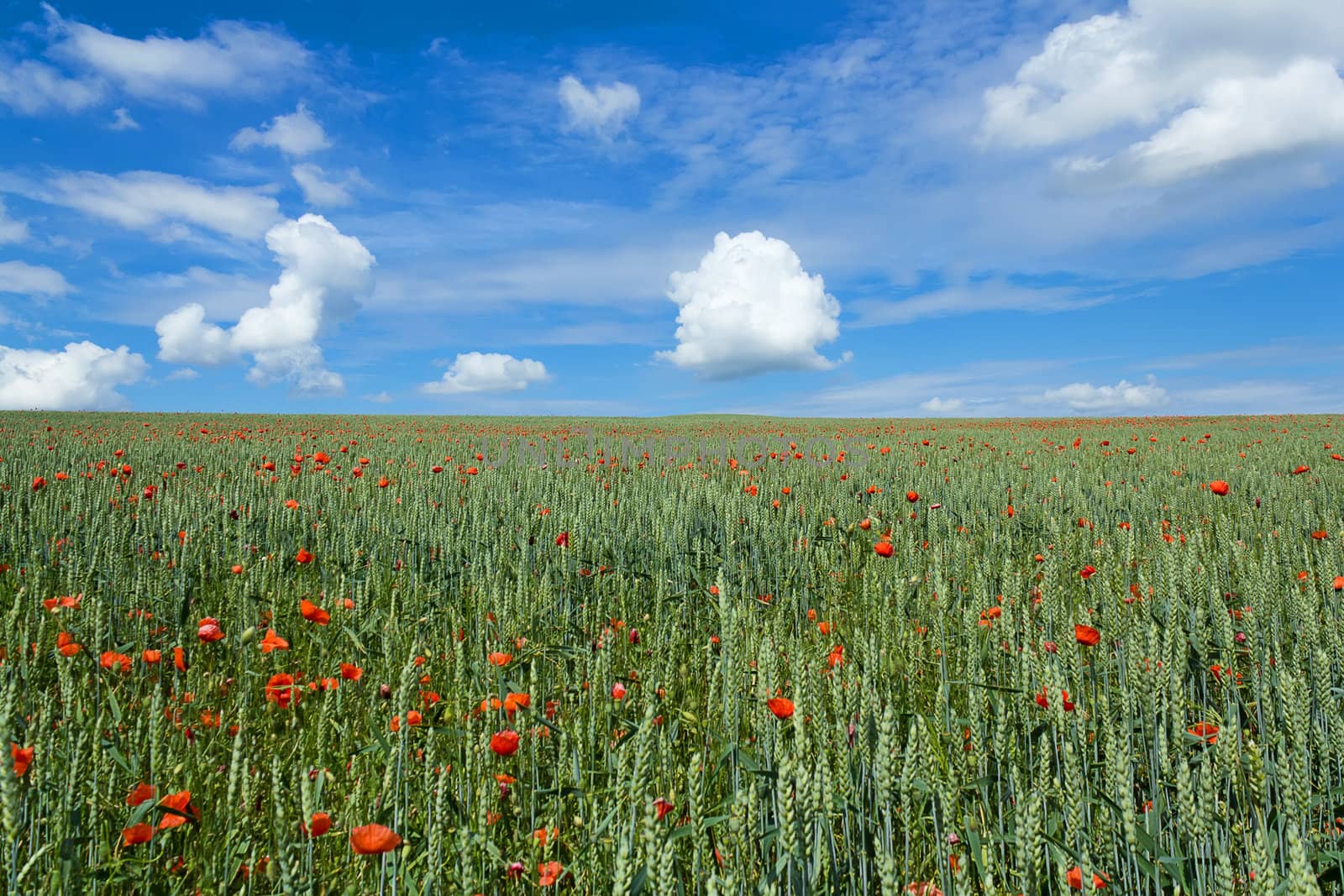 landscape with field of red poppies by artush