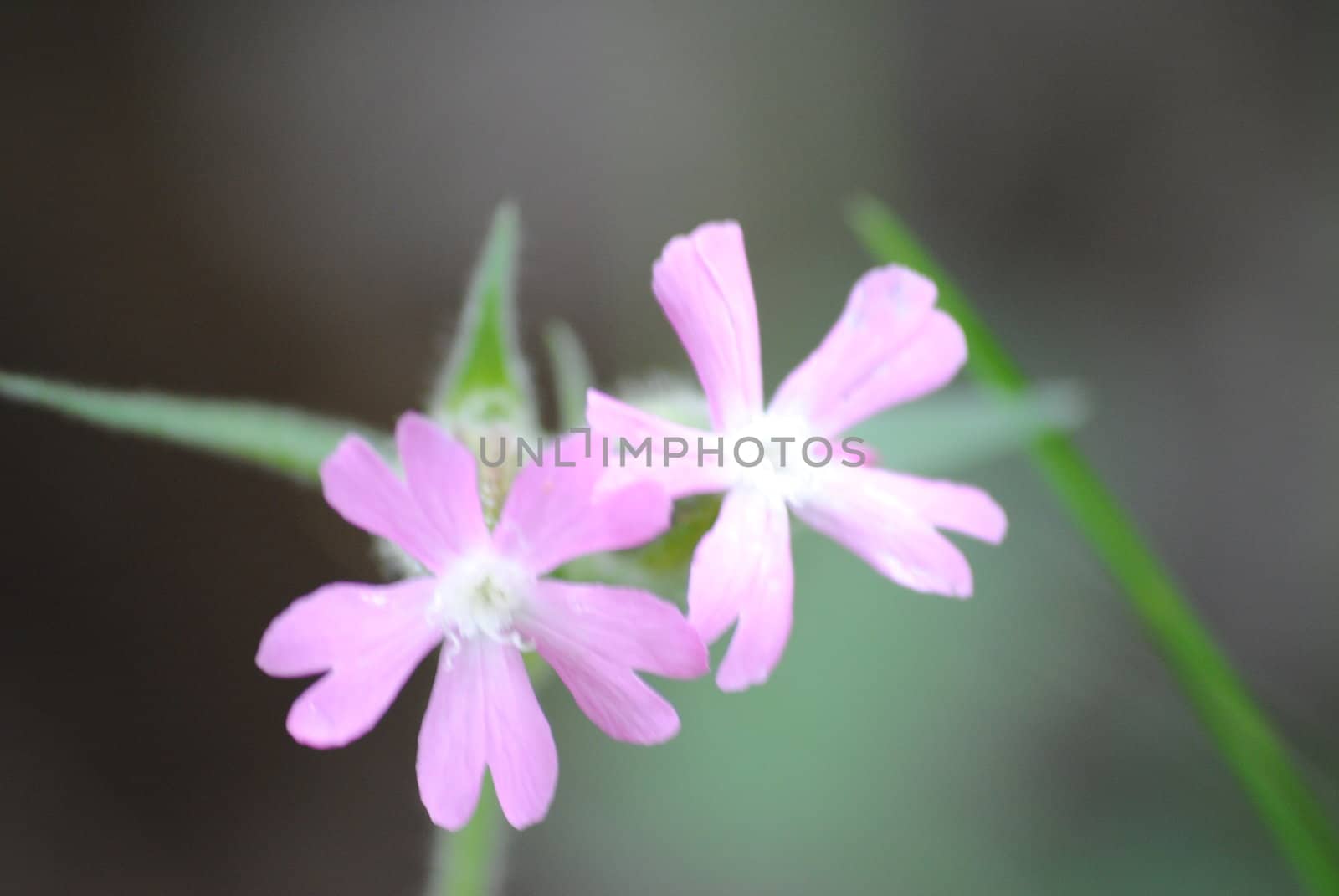 A macro shoot of a pink flower in the grass.