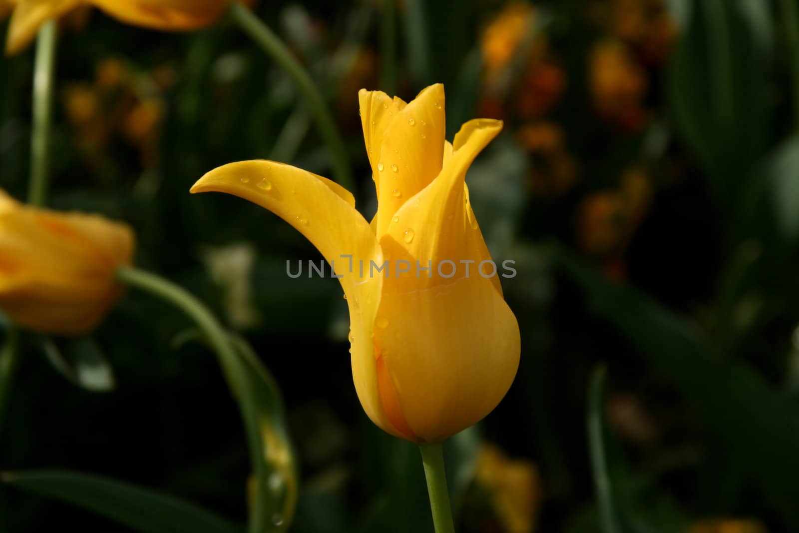 yellow tulip by daboost