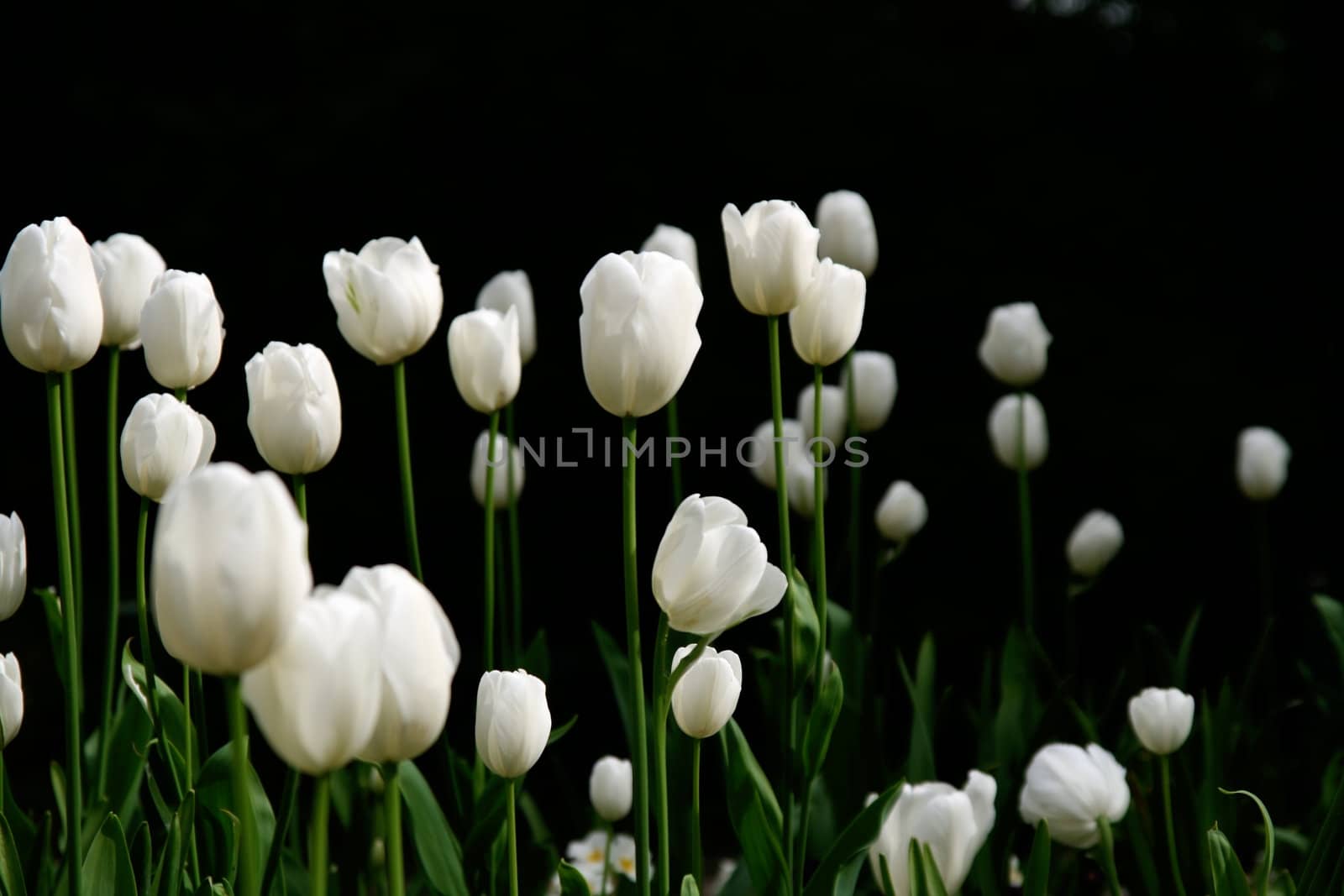 white tulips in a dark garden