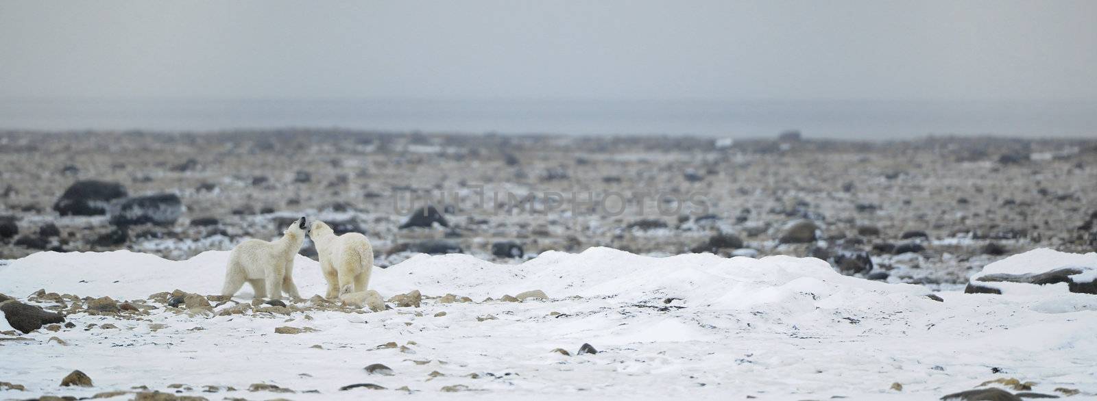 Two polar bears have met and play on seacoast.