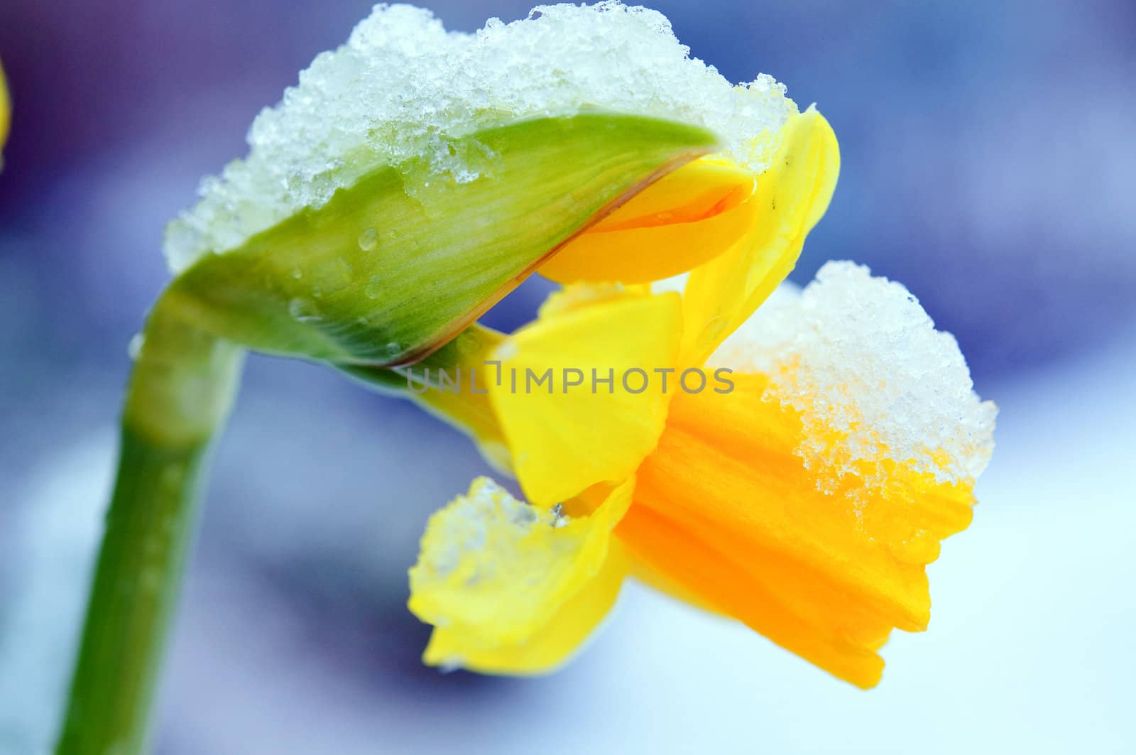 A single yellow daffodil covered by snow