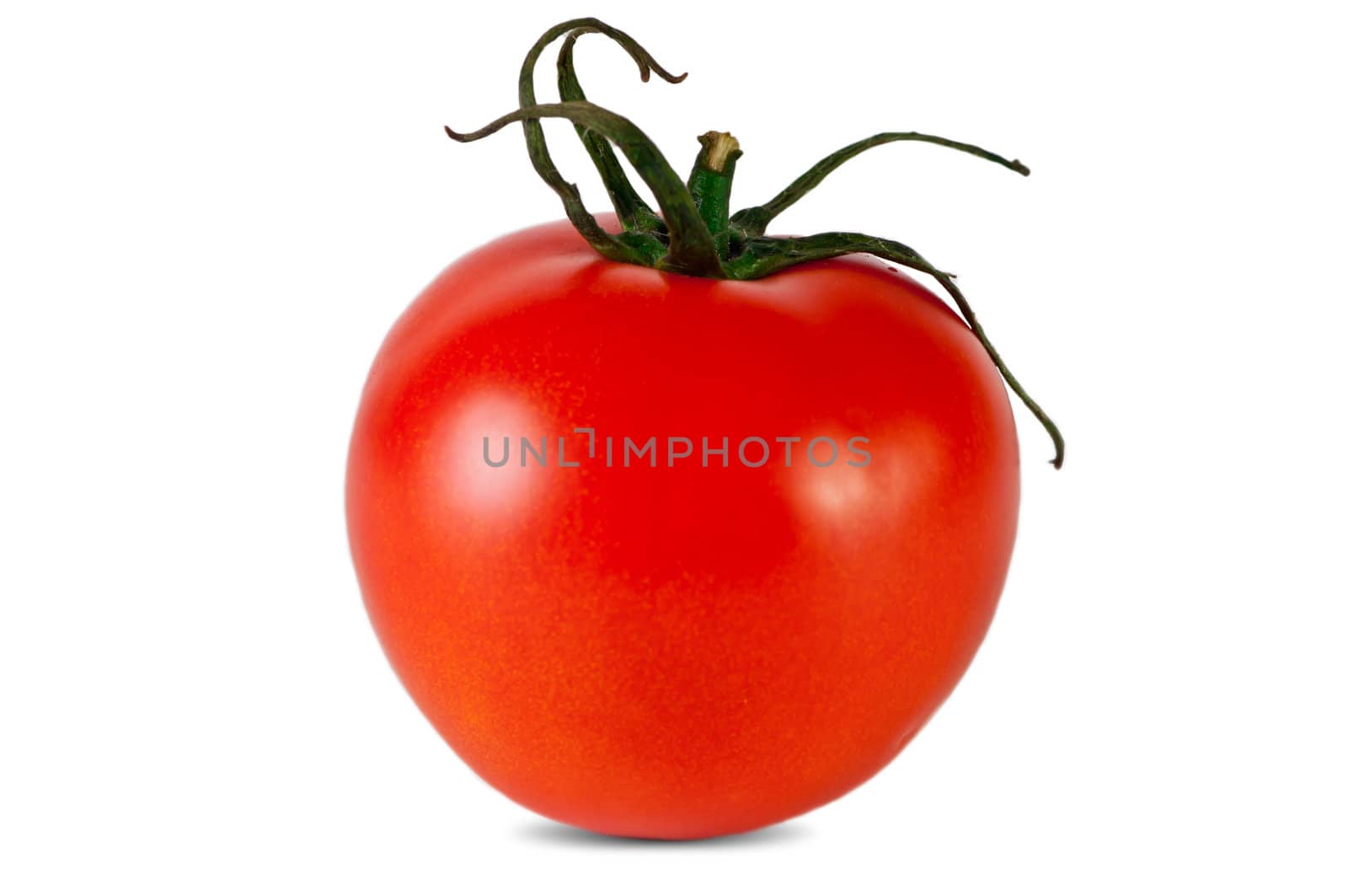 tomato by rook