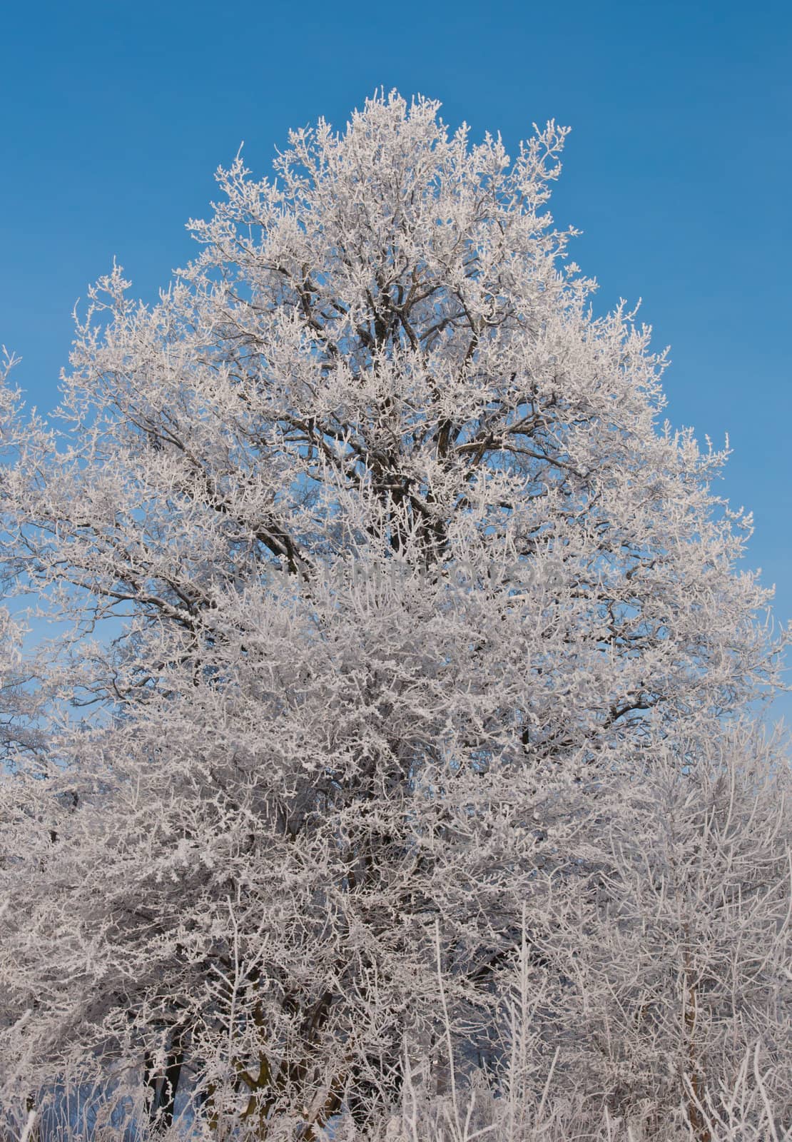 Woods in the snow. Cold winter day in Siberia. Trees in the snow.