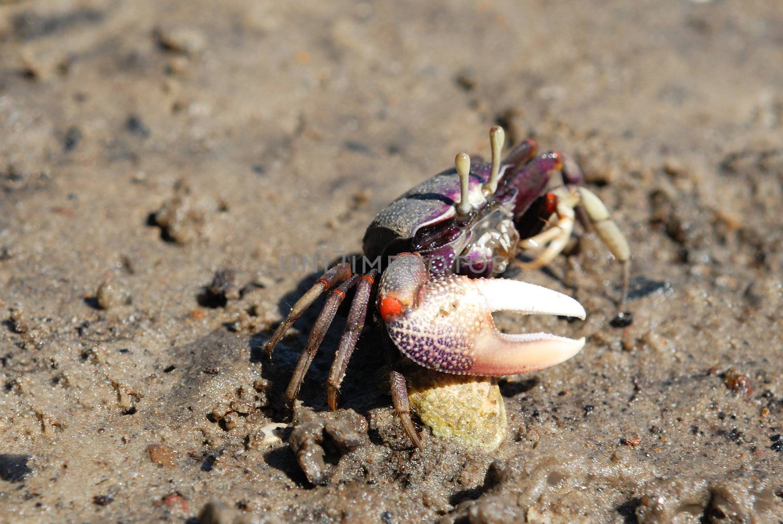 Ghost crab (Ocypode sp.) on the beach, Mozambique, southern Africa