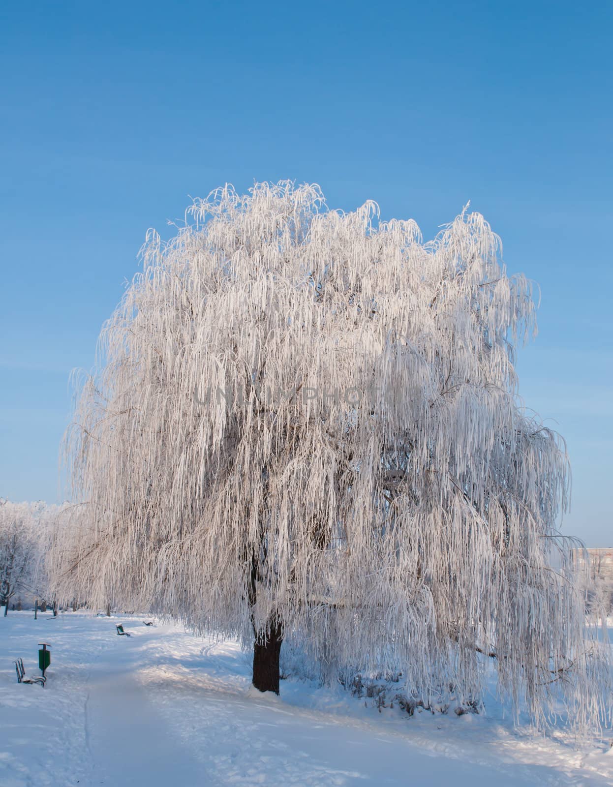 Woods in the snow. Cold winter day in Siberia. Trees in the snow.