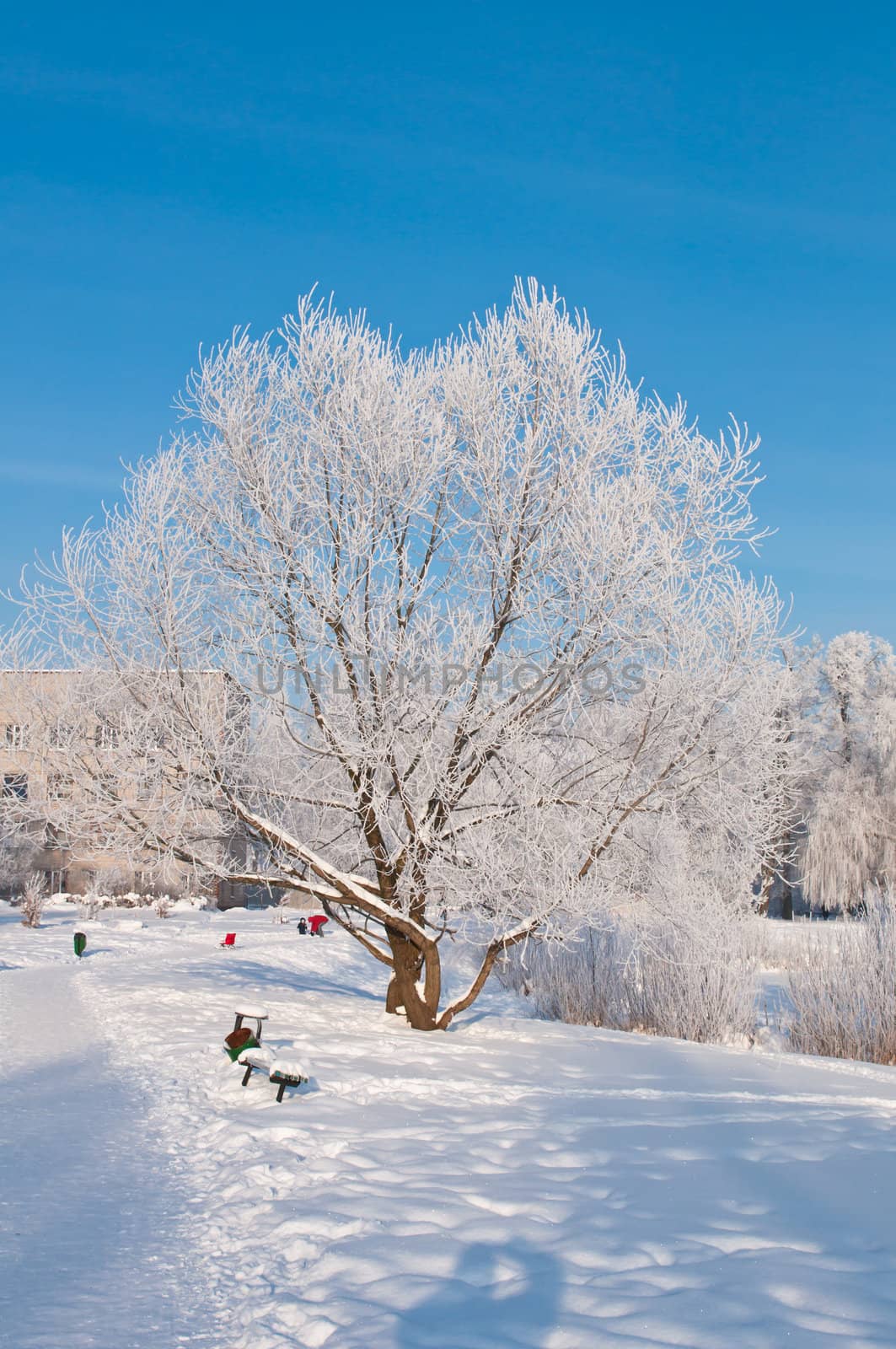 Woods in the snow. Cold winter day in Siberia. Trees in the snow.