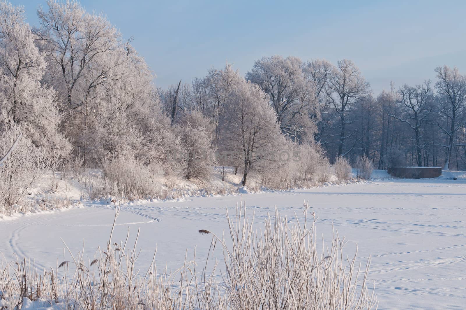 Woods in the snow. Cold winter day in Siberia. Trees in the snow.