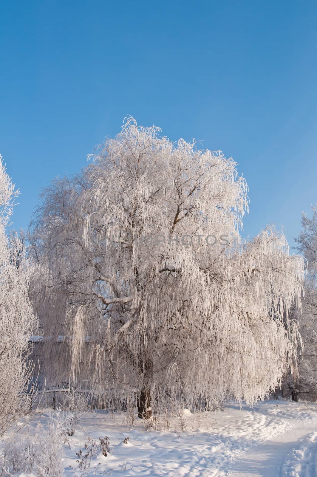 Woods in the snow. Cold winter day in Siberia. Trees in the snow.