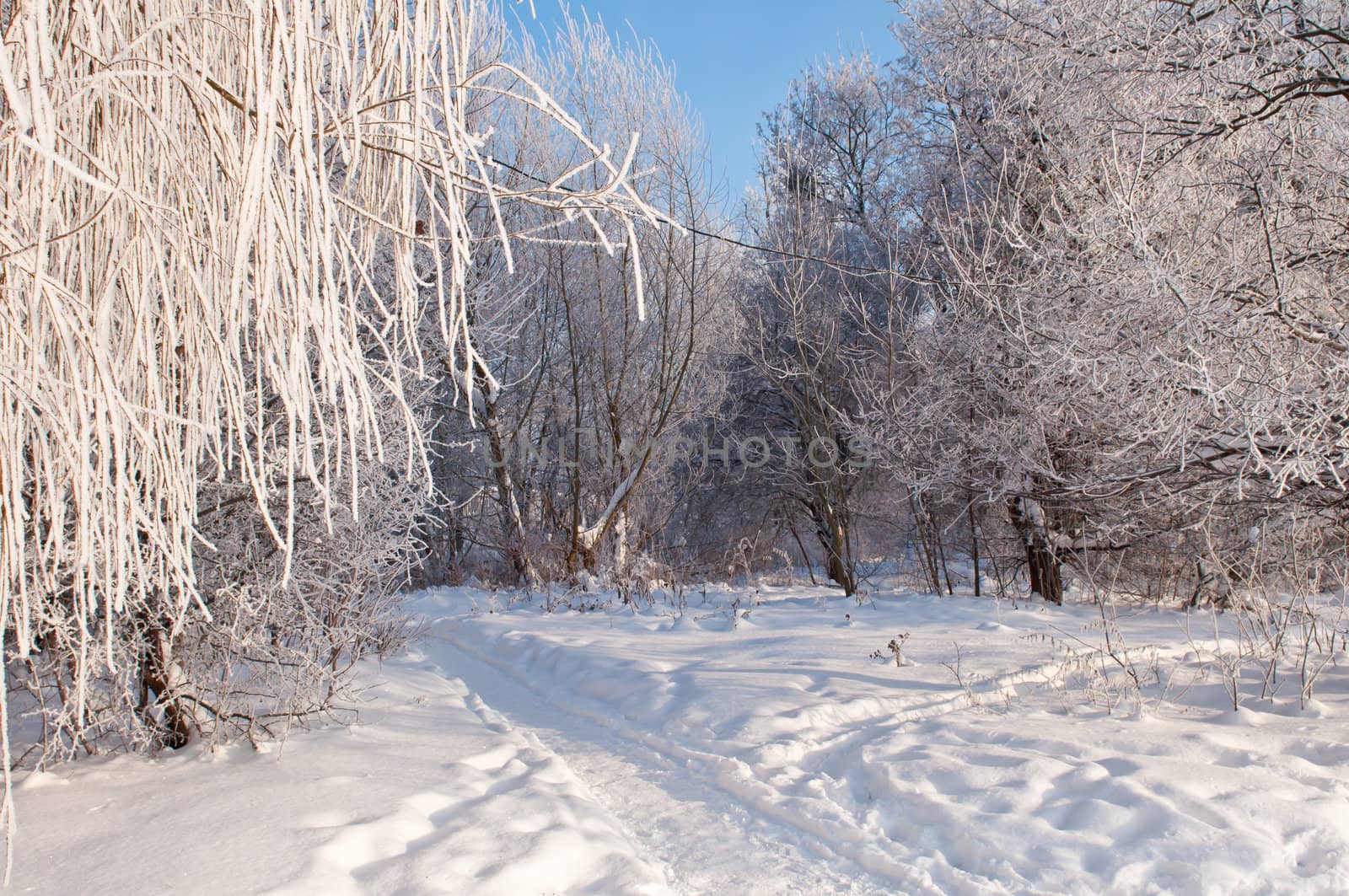 Woods in the snow. Cold winter day in Siberia. Trees in the snow.