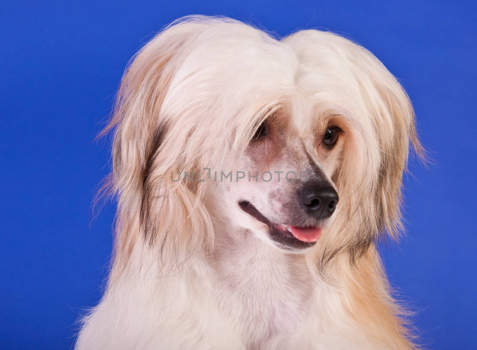 Groomed Chinese Crested Dog sitting - Powderpuff, 10 month old.