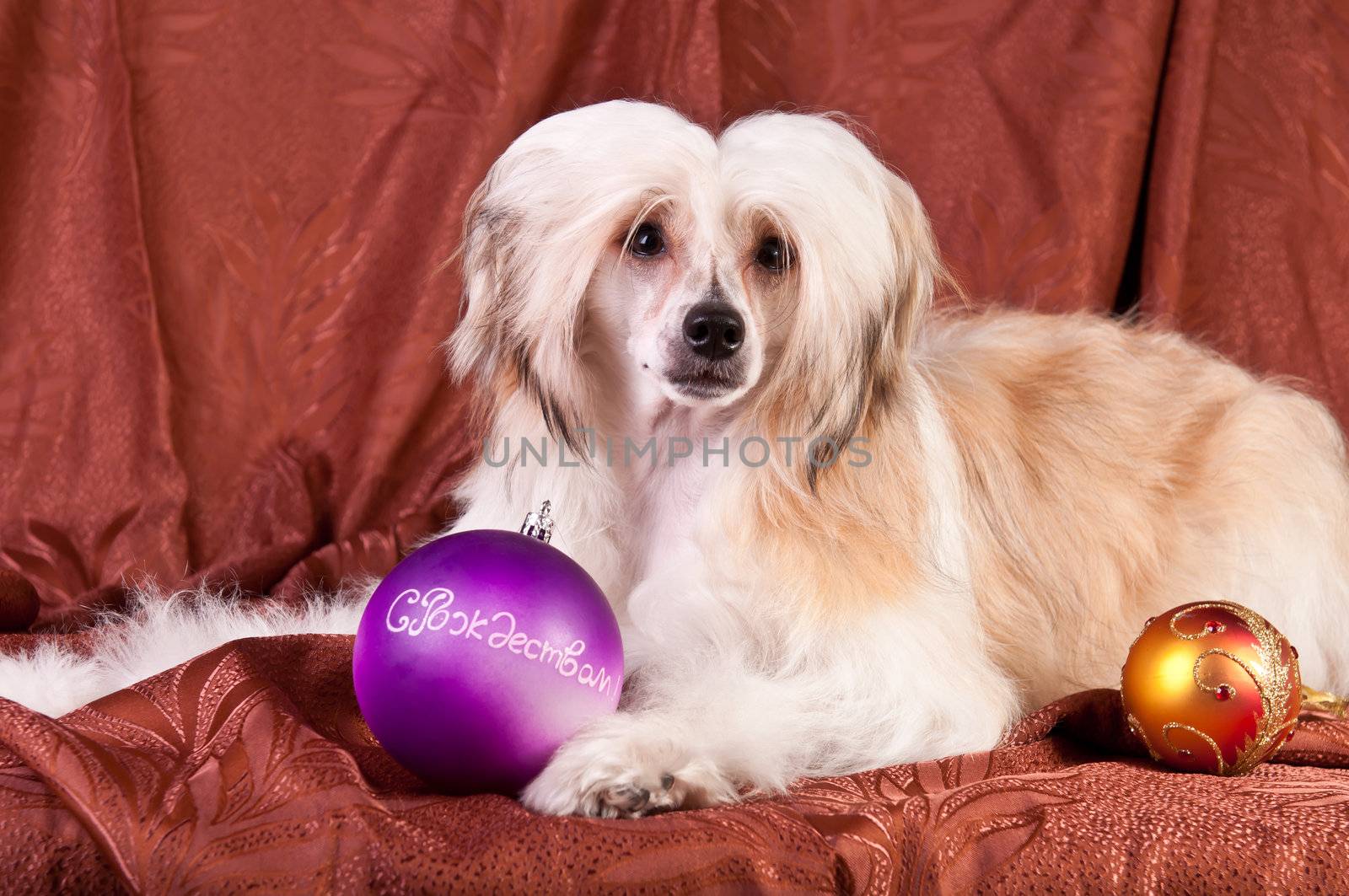 Groomed Chinese Crested Dog sitting - Powderpuff, 10 month old.