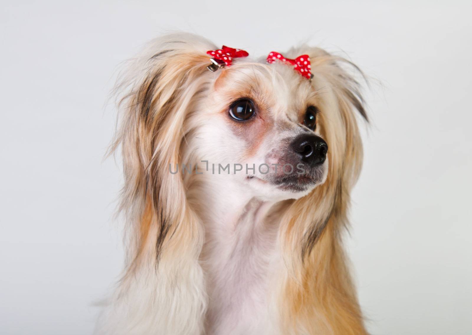 Groomed Chinese Crested Dog sitting - Powderpuff, 10 month old.