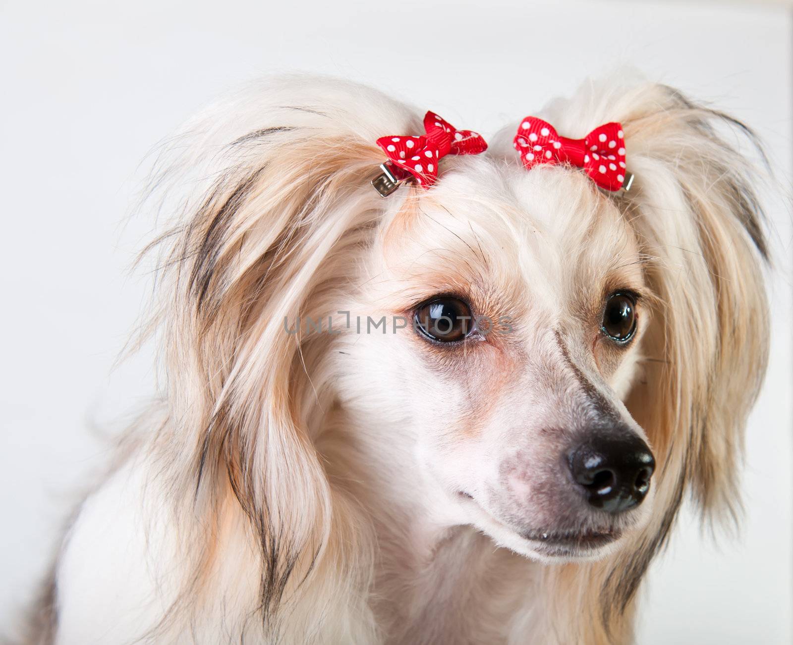 Groomed Chinese Crested Dog sitting - Powderpuff, 10 month old.