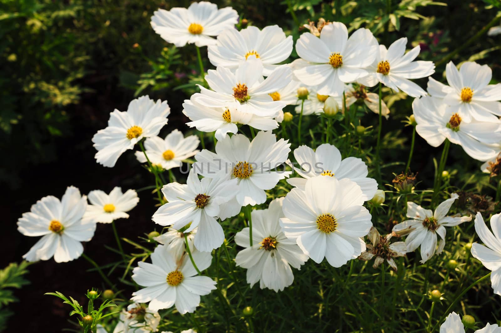 white cosmos flower